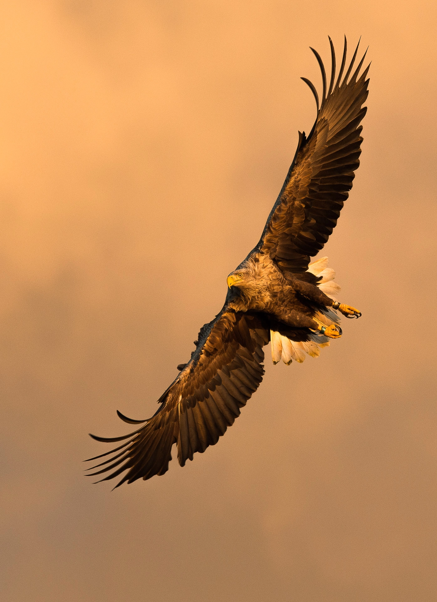 Nikon AF-S Nikkor 400mm F2.8E FL ED VR sample photo. _ald4585.jpg photography