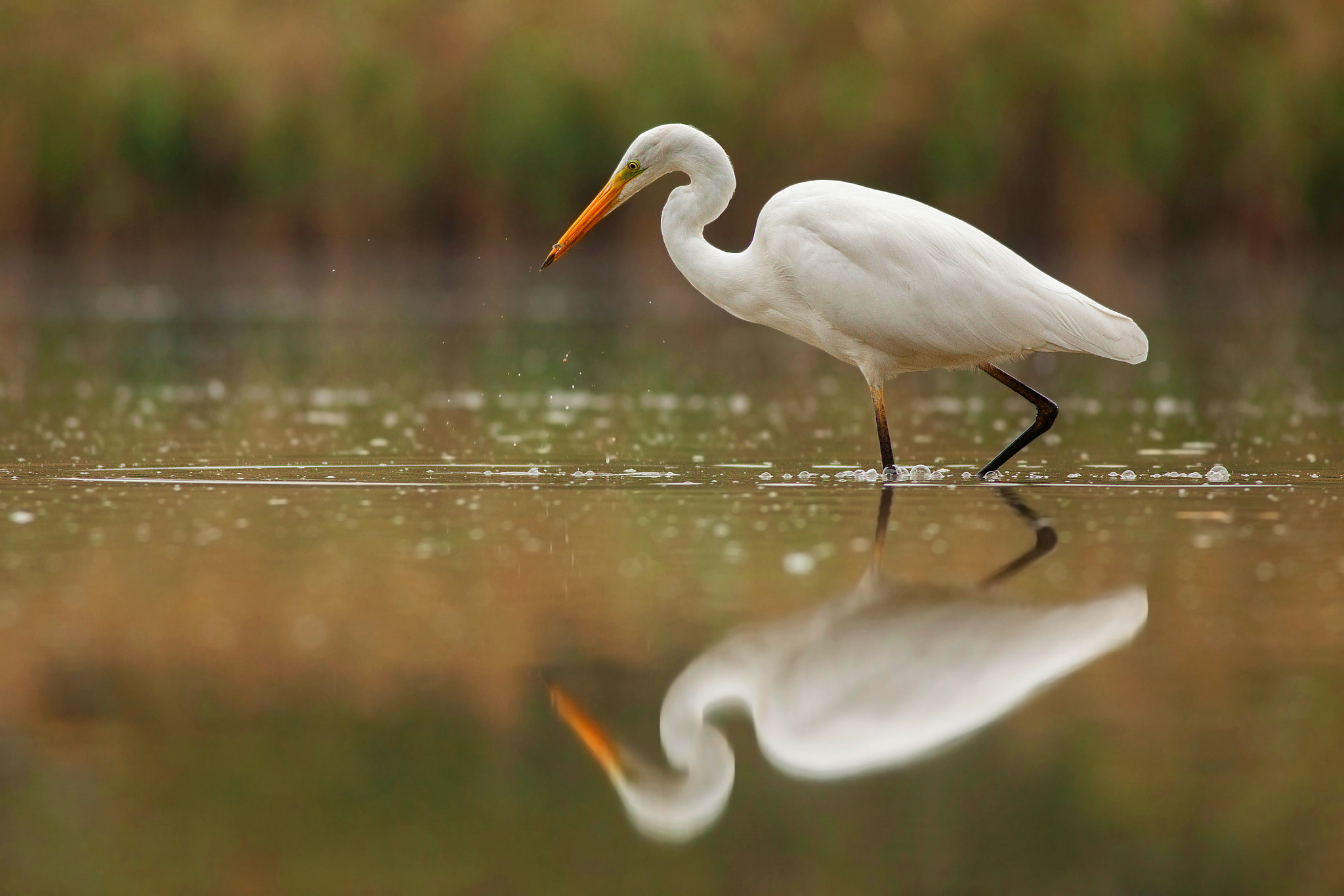 Canon EOS 5D Mark II + Canon EF 400mm F5.6L USM sample photo. Great egret (ardea alba) photography