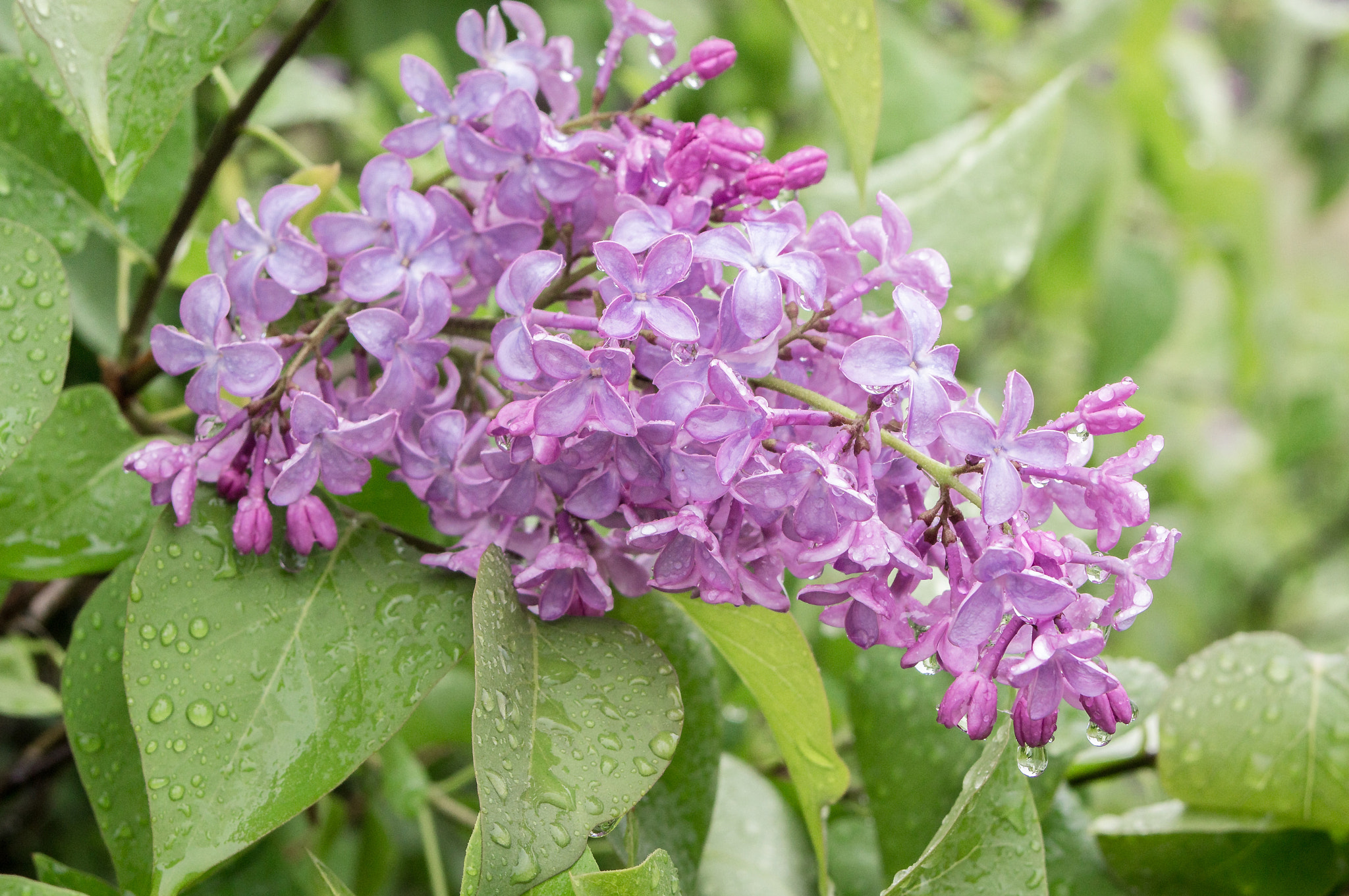 Sony Alpha DSLR-A580 + 35-70mm F4 sample photo. Blooming lilacs in the rain photography