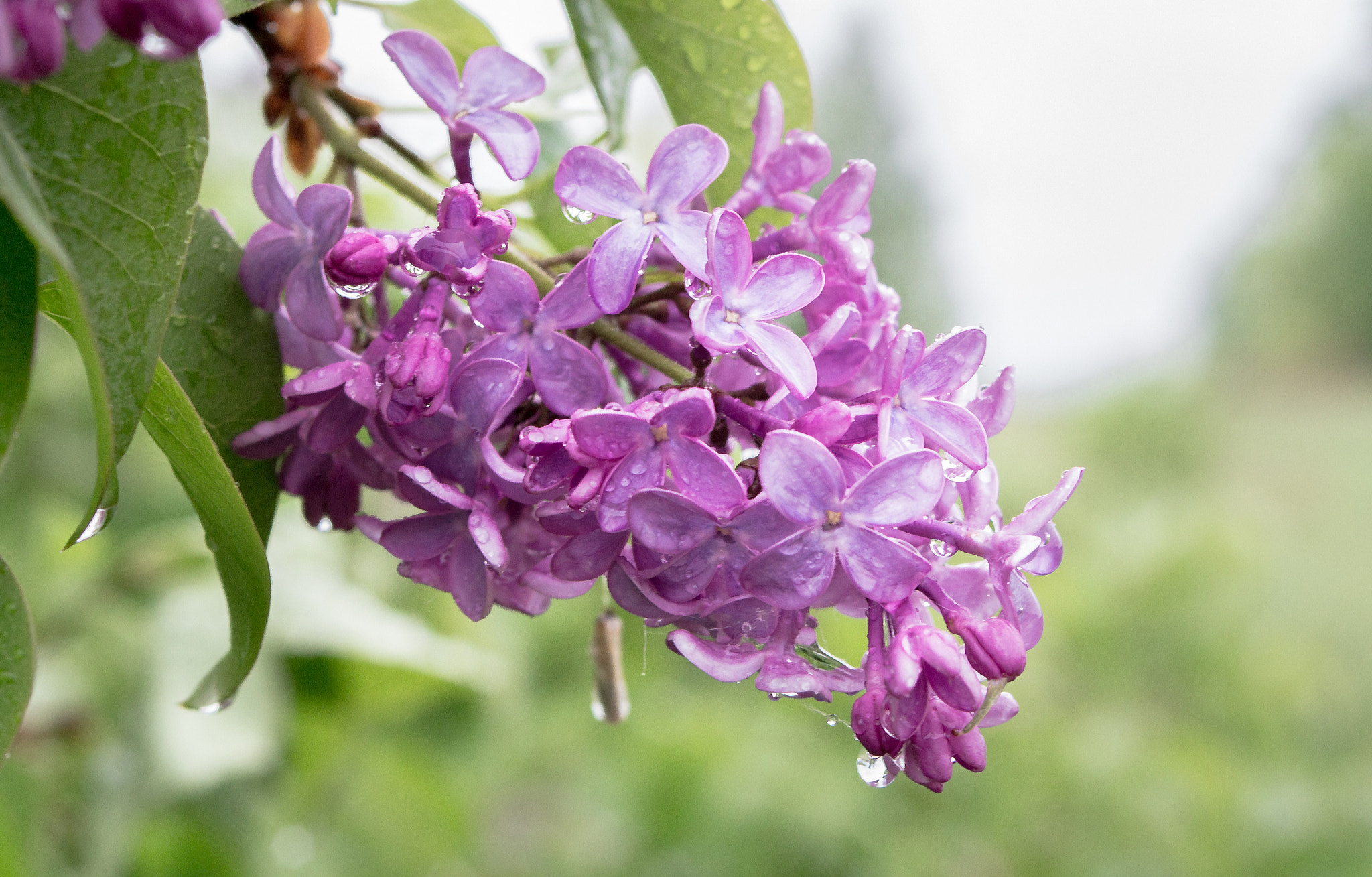 Sony Alpha DSLR-A580 + 35-70mm F4 sample photo. Blooming lilacs in the rain photography