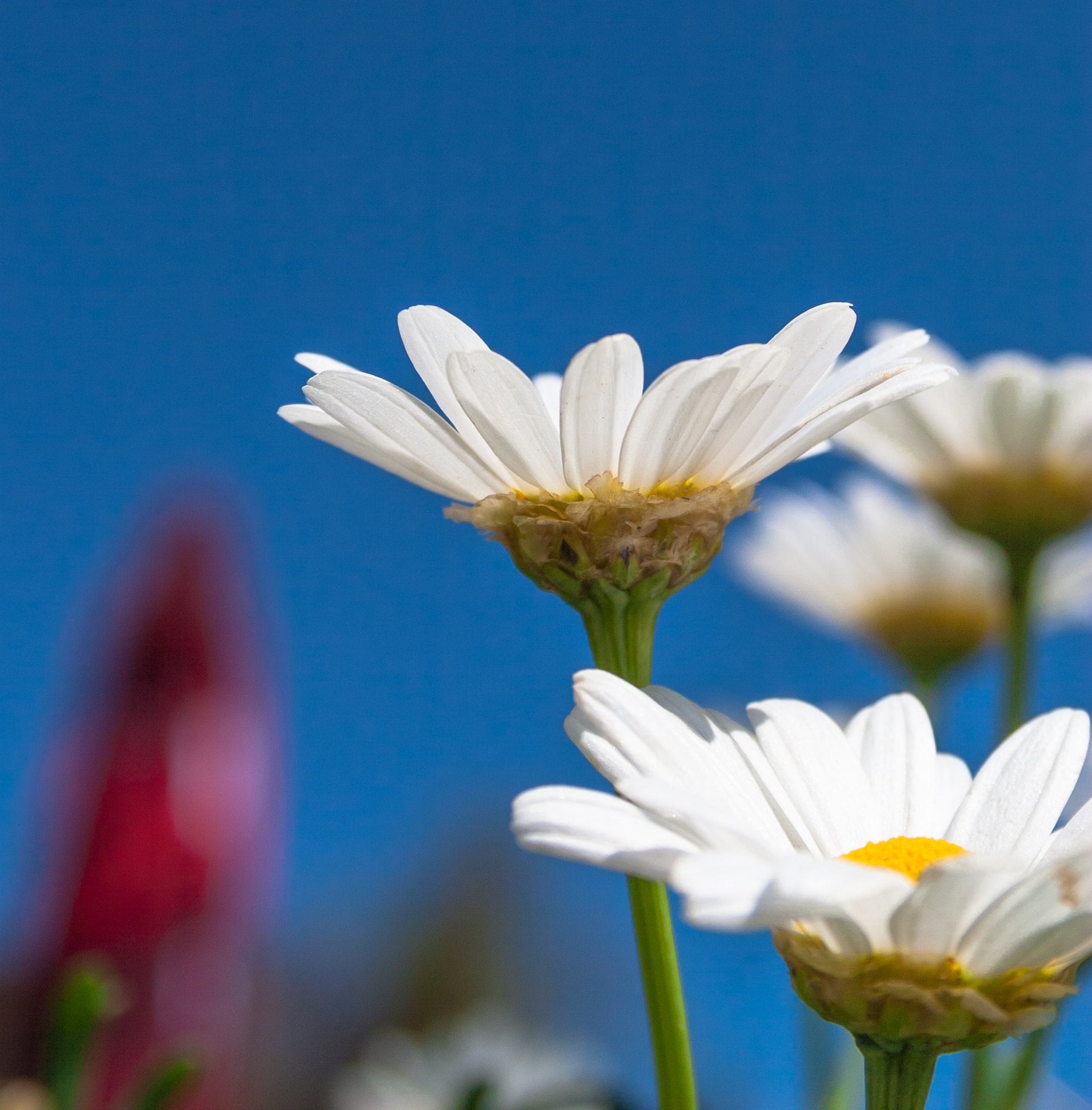 Canon EF-S 18-55mm F3.5-5.6 sample photo. Nature and flowers photography