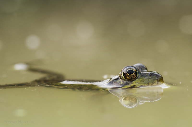 Pentax K-50 + Tamron SP AF 90mm F2.8 Di Macro sample photo. Frog relaxation photography