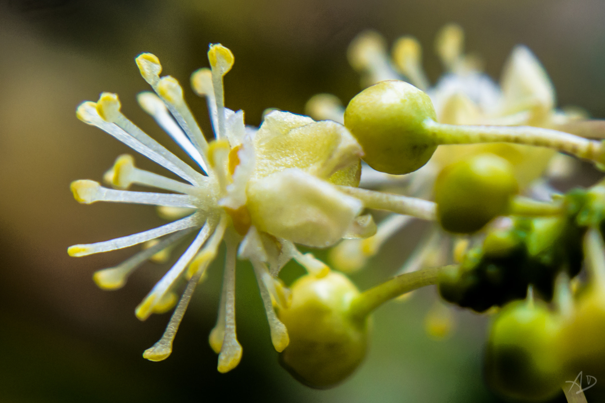Samsung NX 20-50mm F3.5-5.6 ED sample photo. Flor y pepas photography