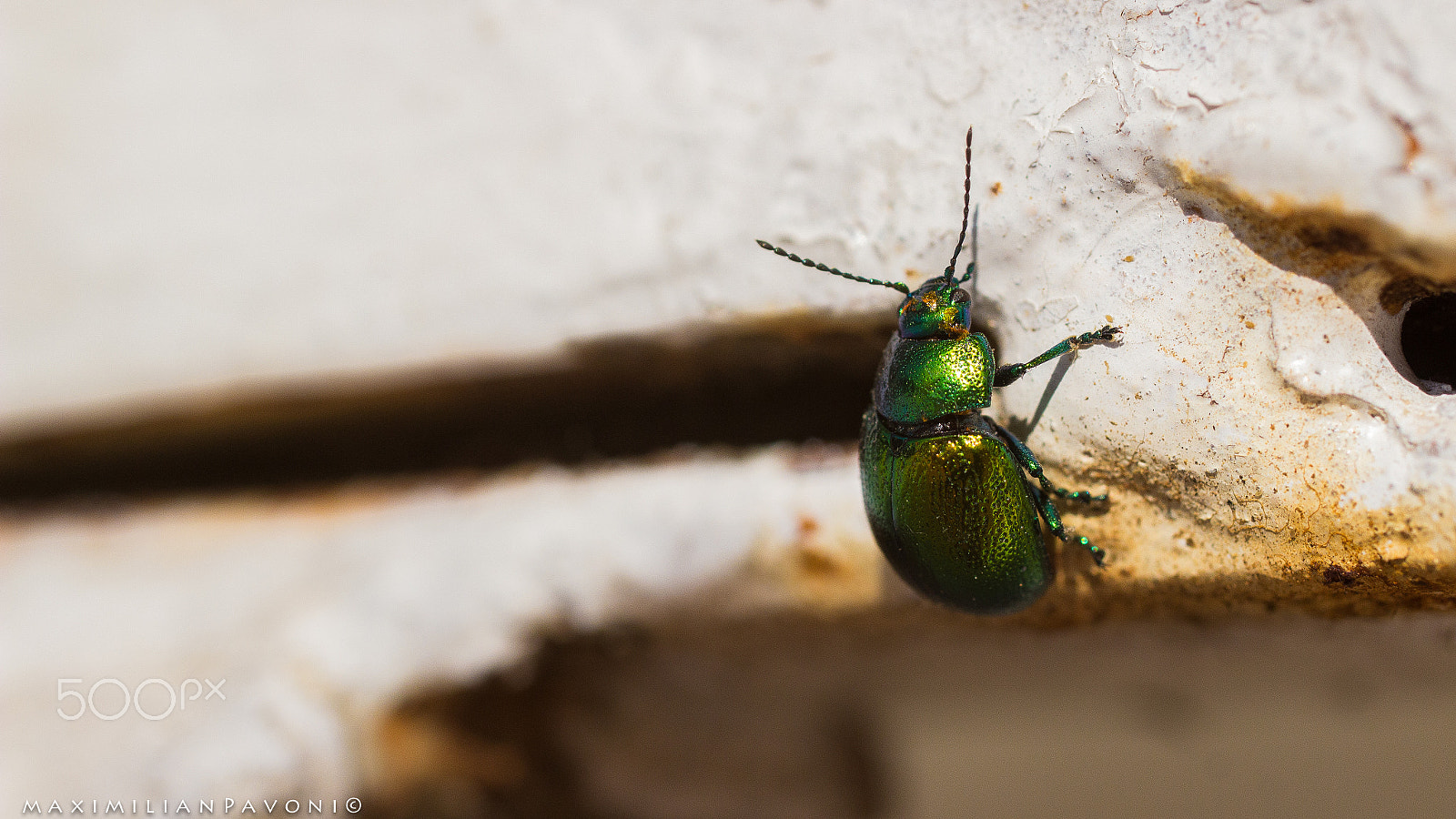 Canon EOS 600D (Rebel EOS T3i / EOS Kiss X5) + Sigma 50mm f/2.8 EX sample photo. Green beetle photography