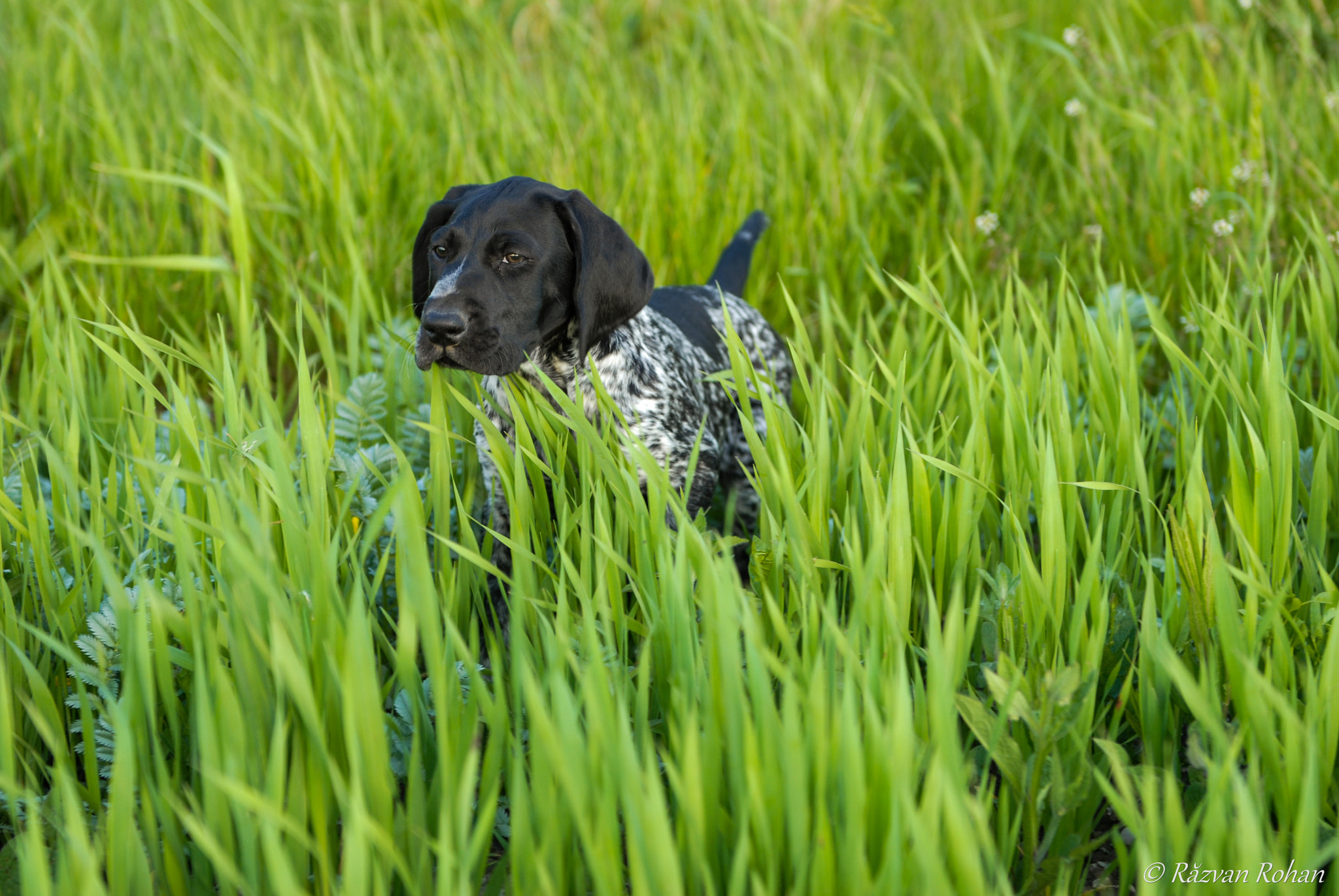 Nikon D200 sample photo. Look out! photography