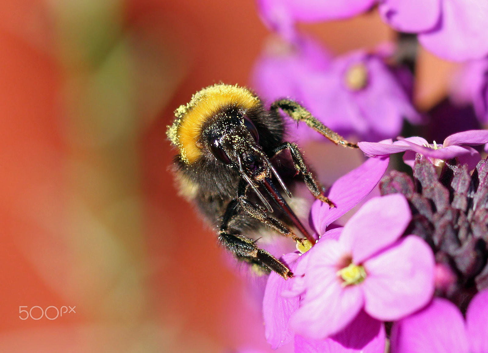 Sigma 105mm F2.8 EX DG OS HSM sample photo. Pollenating photography