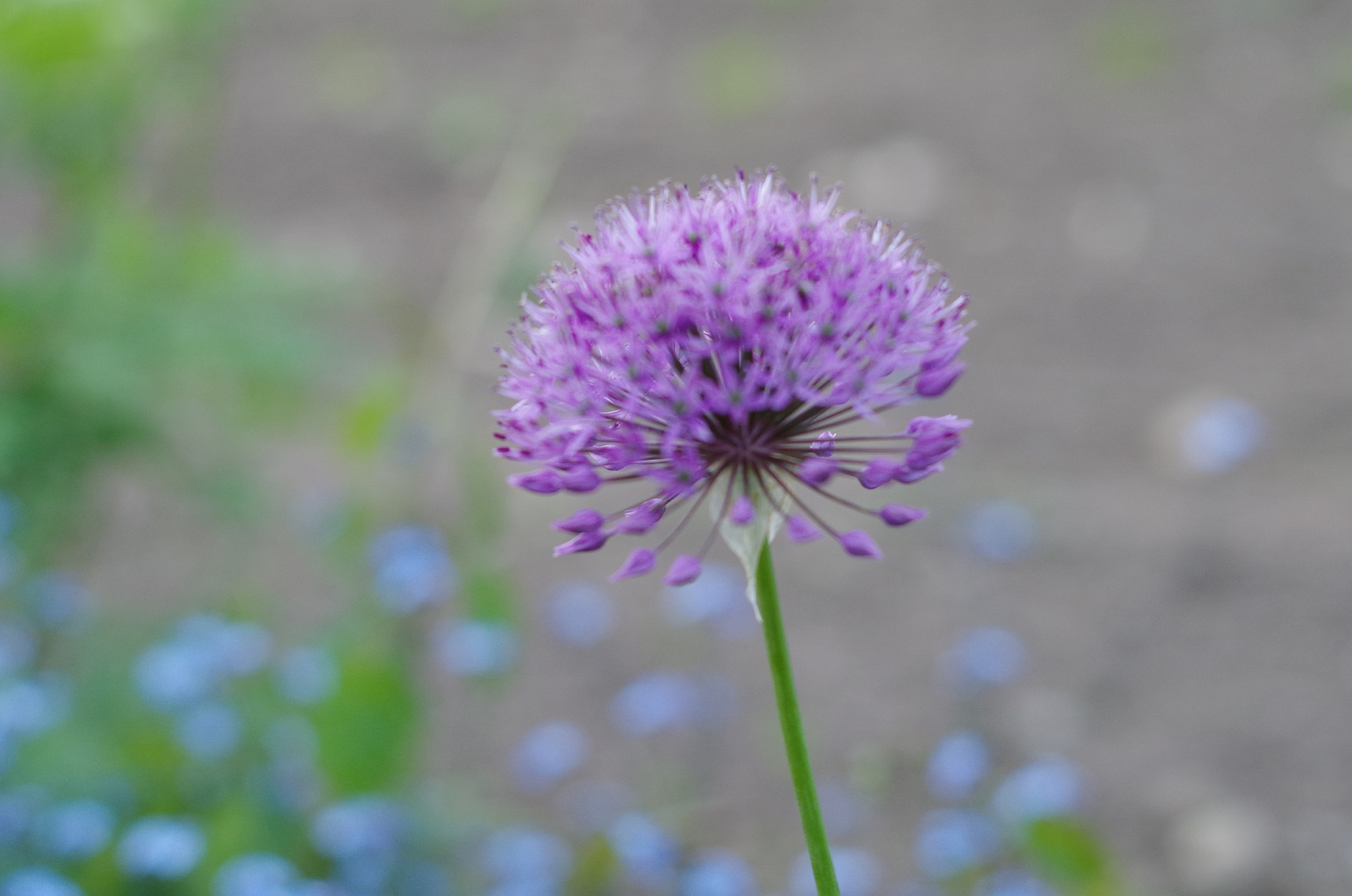 Pentax K-500 + Pentax smc DA 50mm F1.8 sample photo. The beauty of bokeh... photography