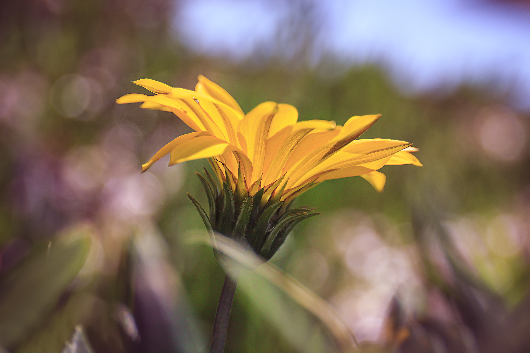 Canon EF 24-70mm F4L IS USM sample photo. Sunshine photography