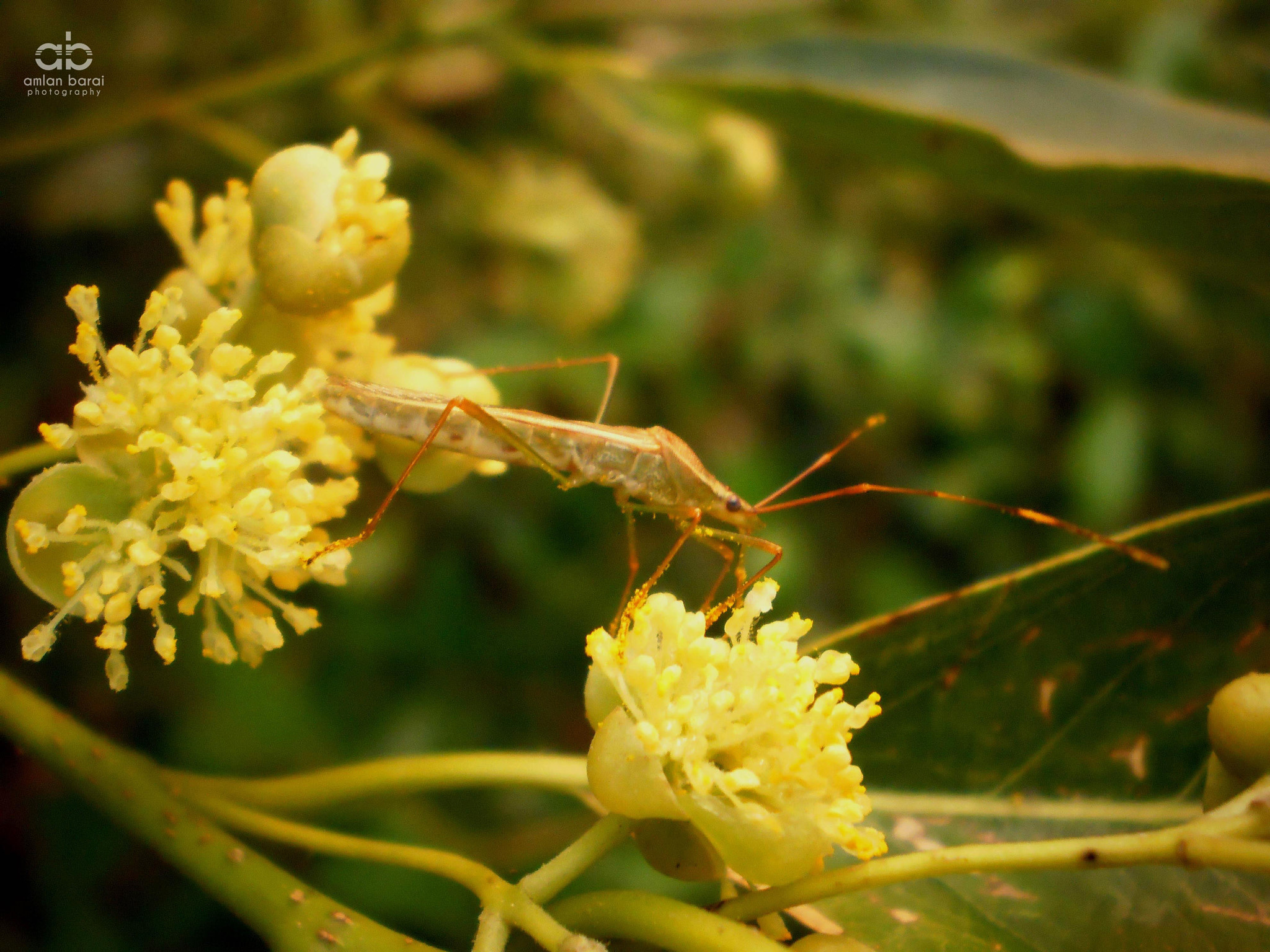 Olympus T105,T100,X36 sample photo. A rice bug (leptocorisa) photography