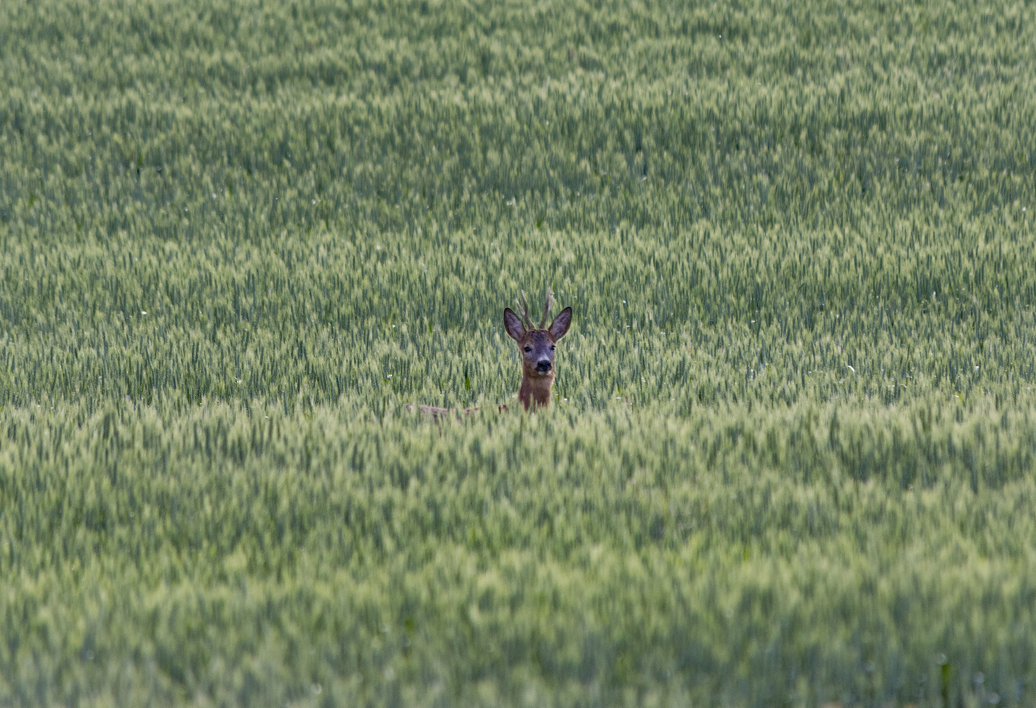 Sigma 150-500mm F5-6.3 DG OS HSM sample photo. "what's this noise?" photography