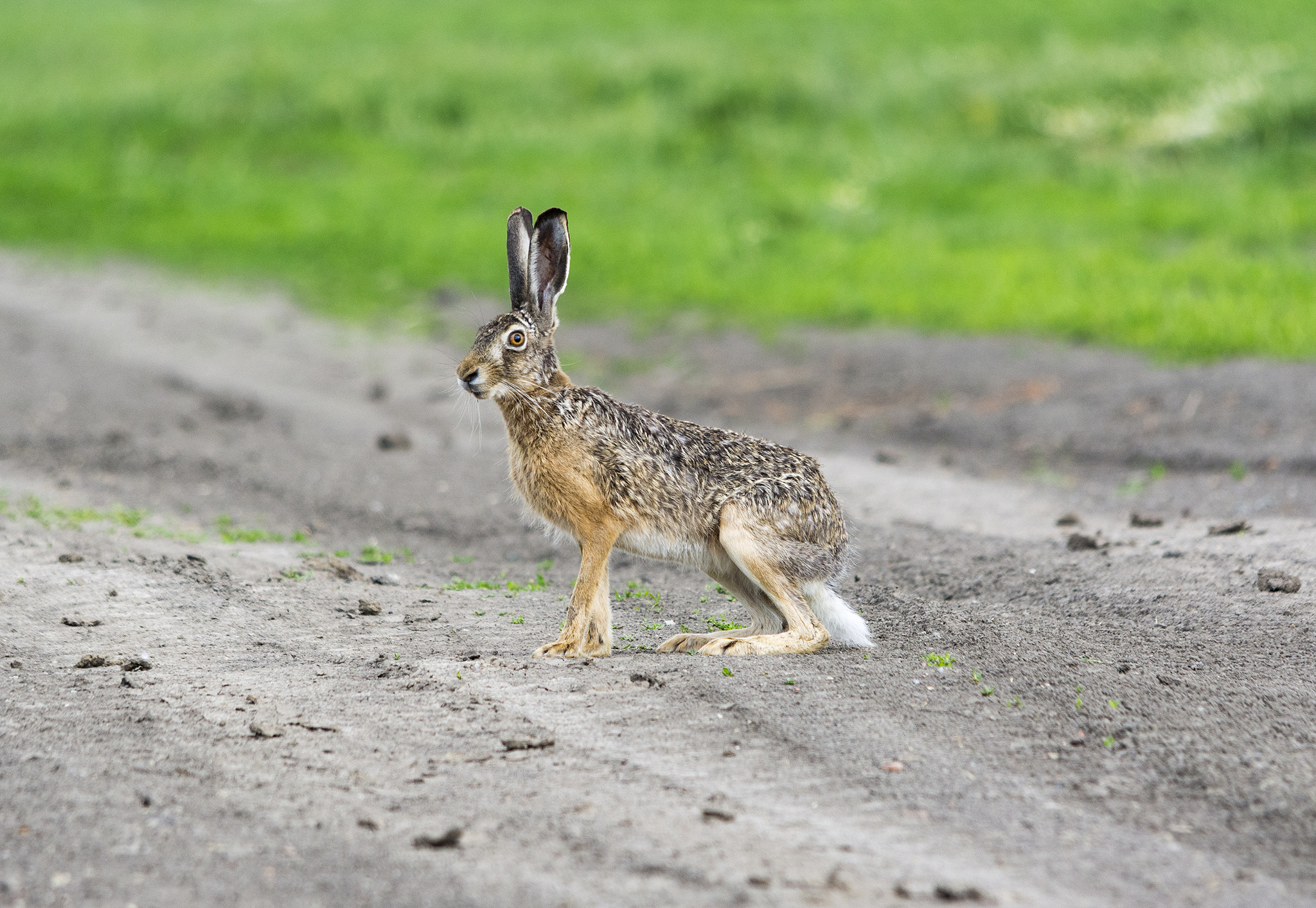 Sigma 150-500mm F5-6.3 DG OS HSM sample photo. The wild life is beautiful photography