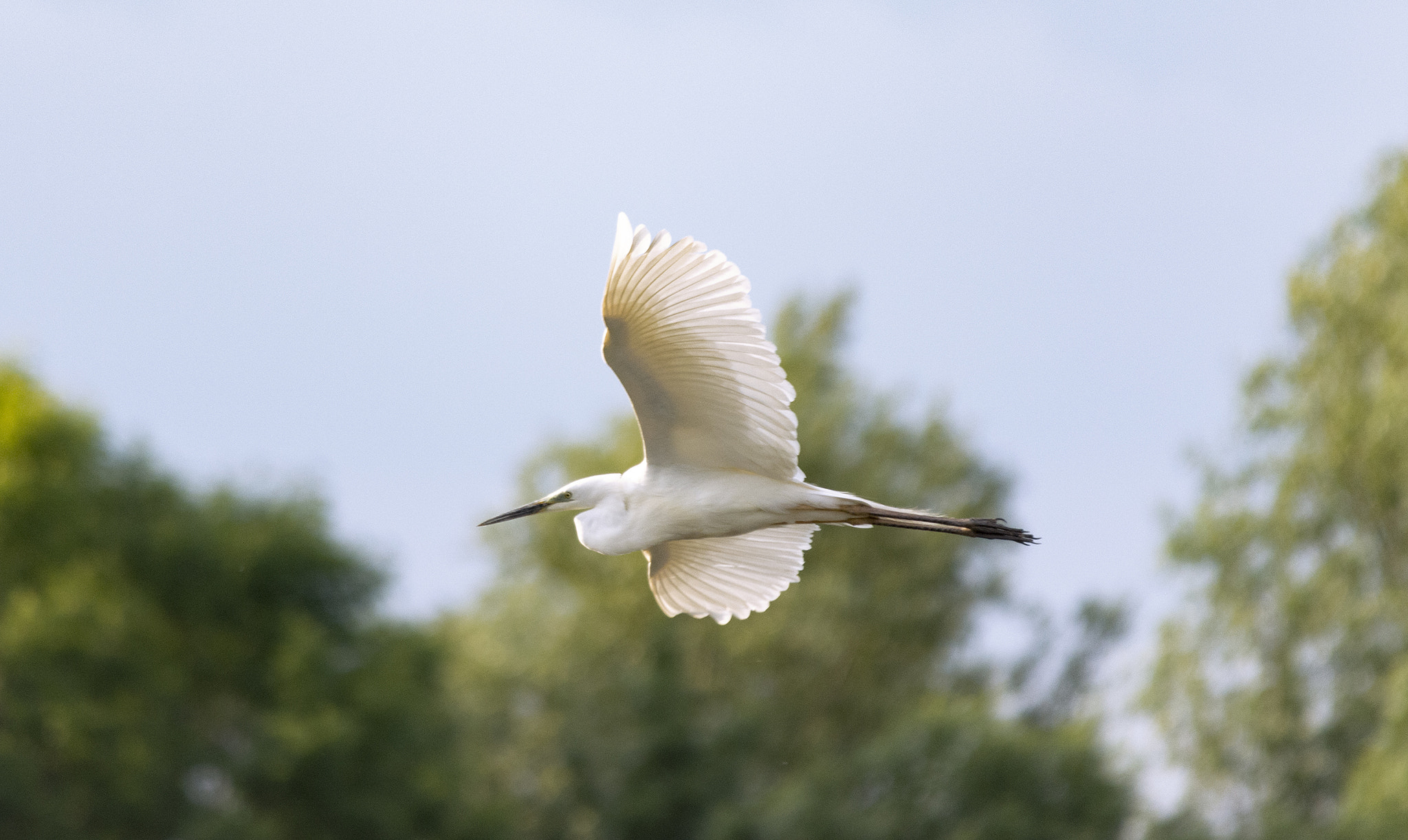 Sigma 150-500mm F5-6.3 DG OS HSM sample photo. Freedom photography