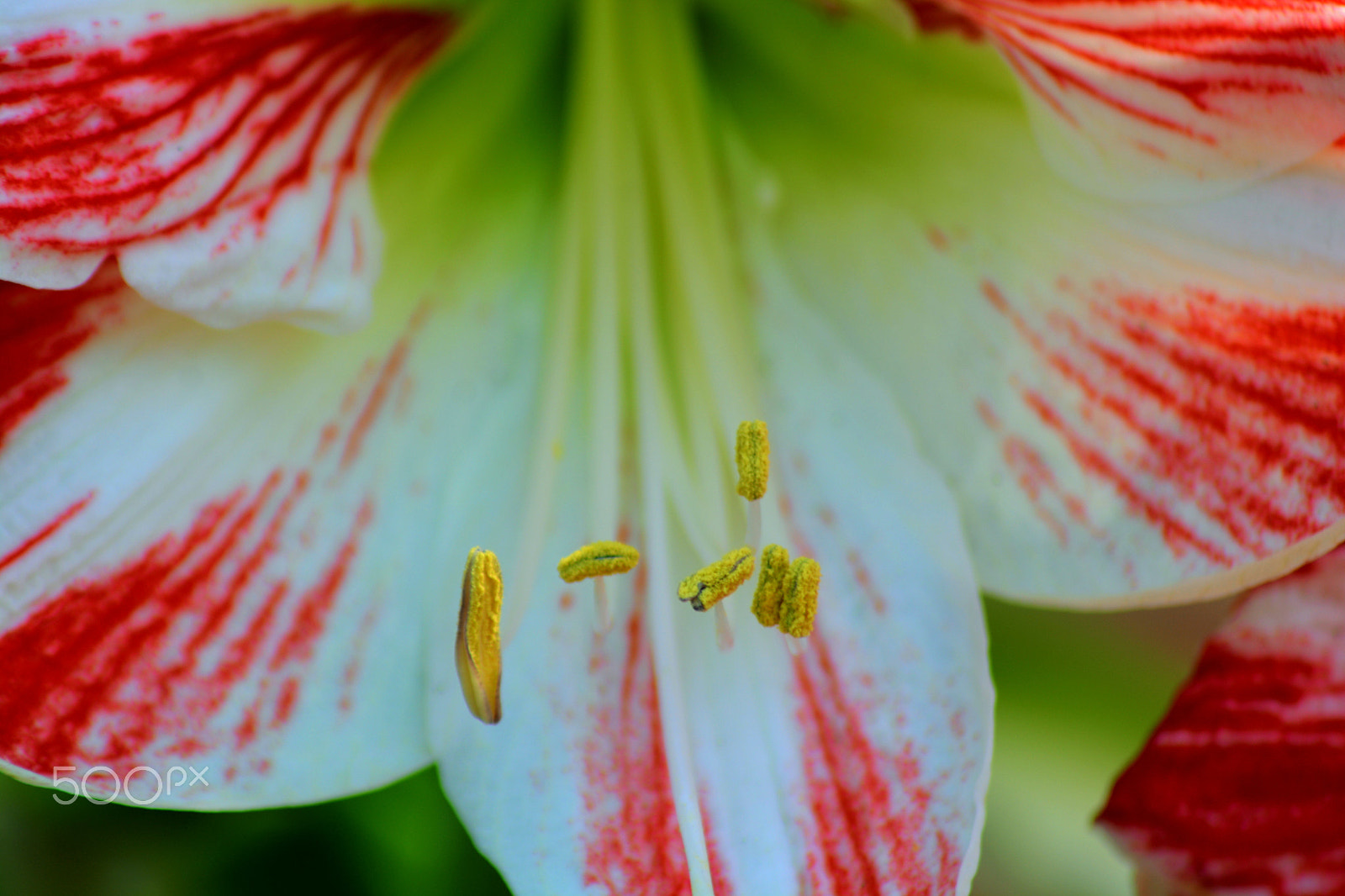 Nikon AF Nikkor 70-300mm F4-5.6G sample photo. Pollen photography