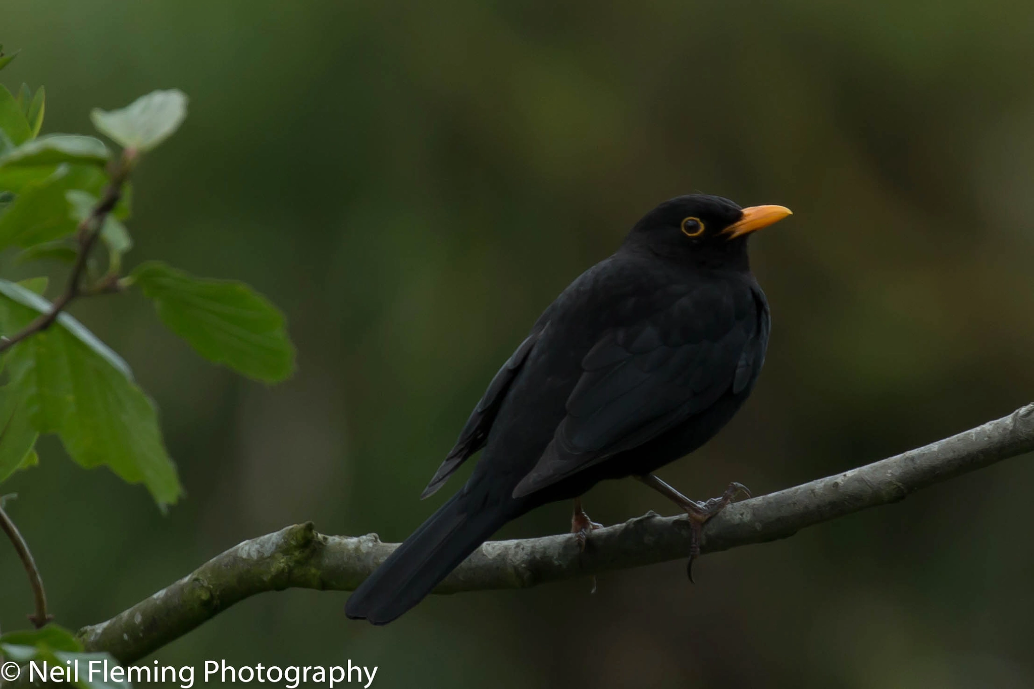Canon EF 100-400mm F4.5-5.6L IS II USM sample photo. Blackbird photography