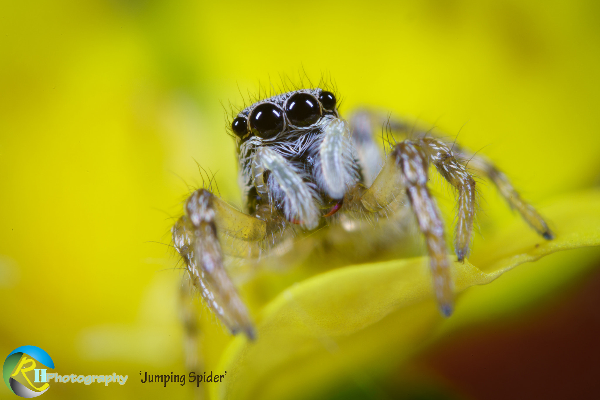 Canon MP-E 65mm F2.5 1-5x Macro Photo sample photo. Jumping spider photography