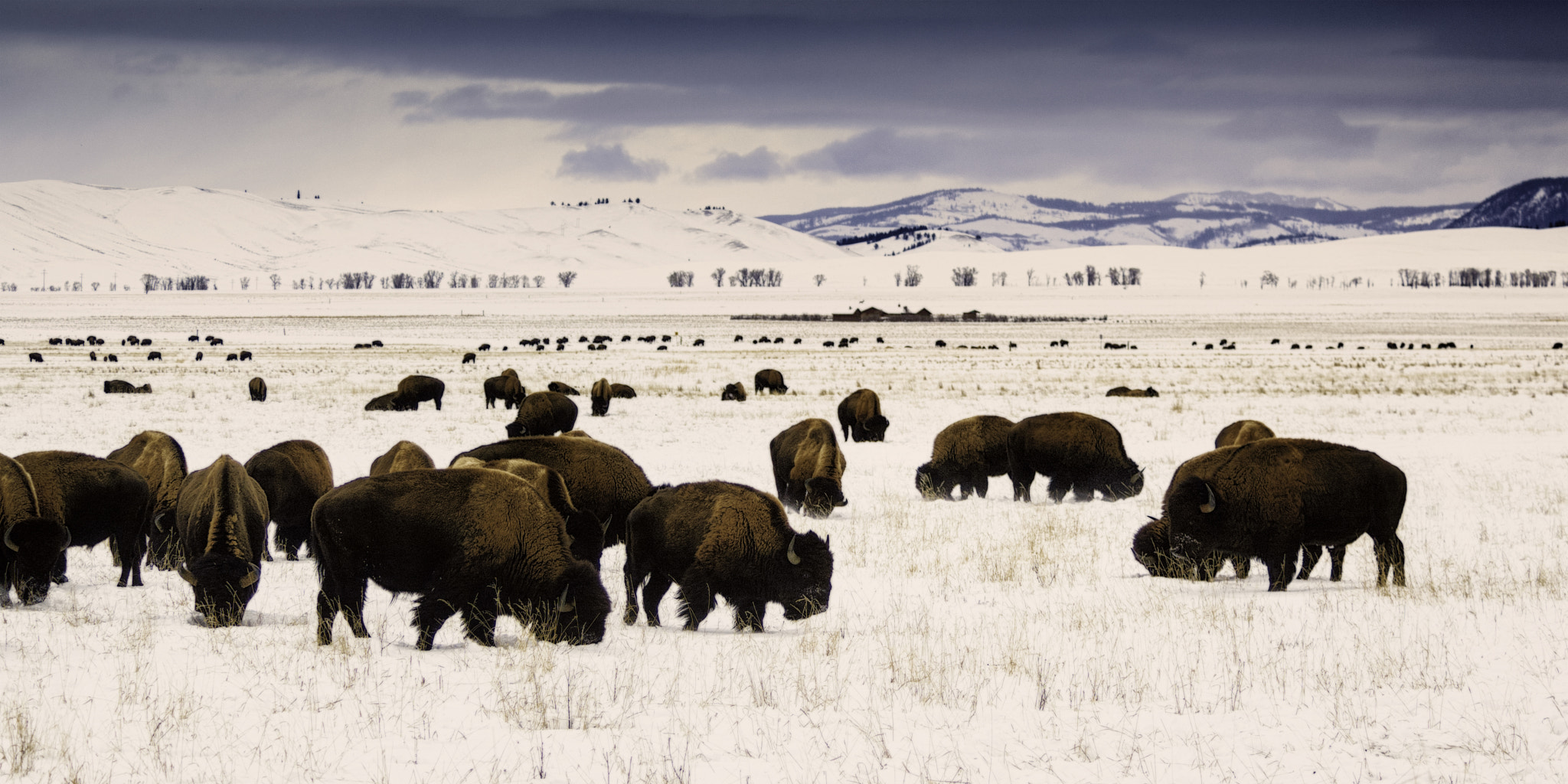 Nikon D2X sample photo. Winter in jackson hole - 3 photography