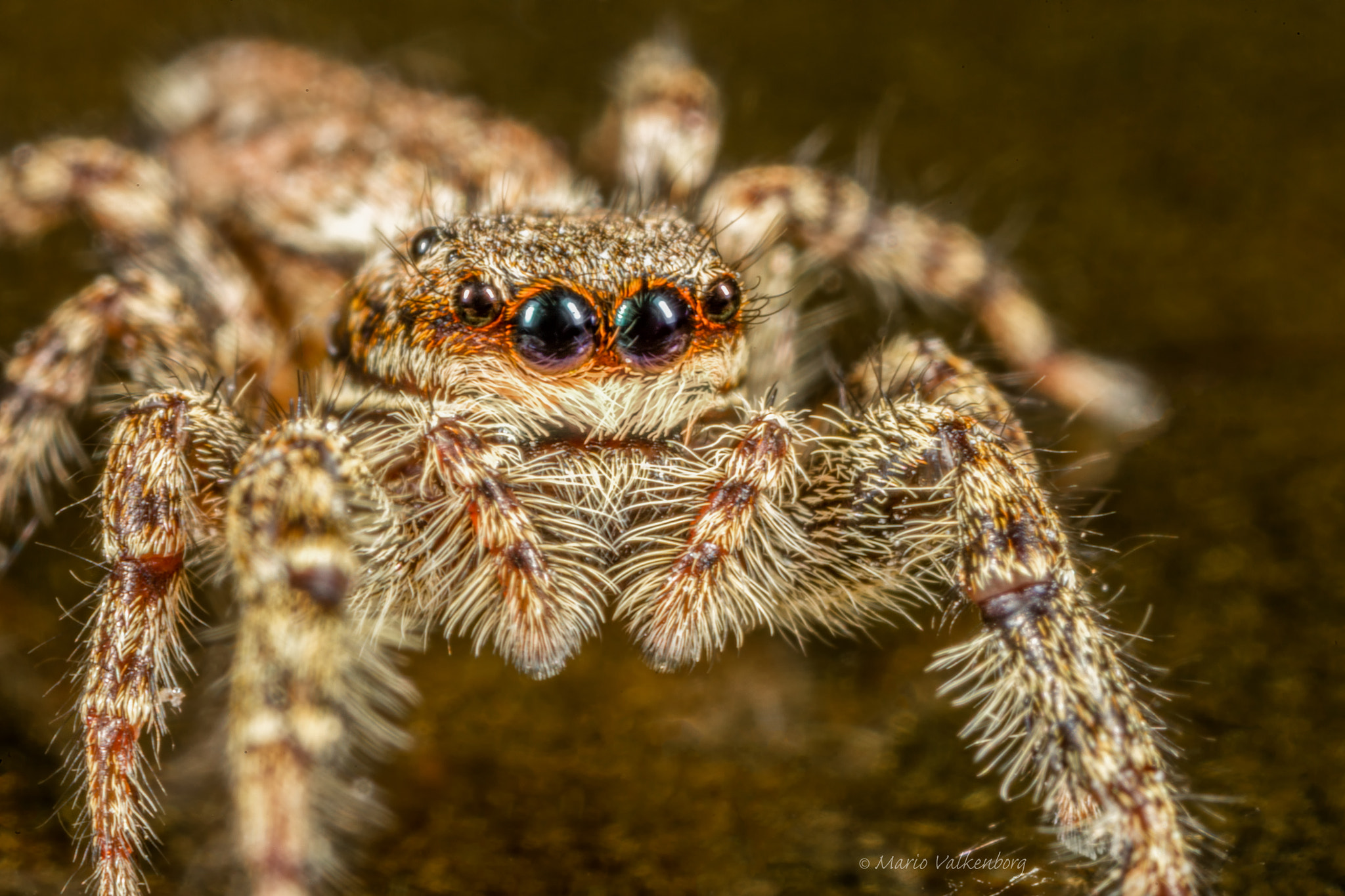 Canon MP-E 65mm F2.5 1-5x Macro Photo sample photo. Schorsmarpissa photography