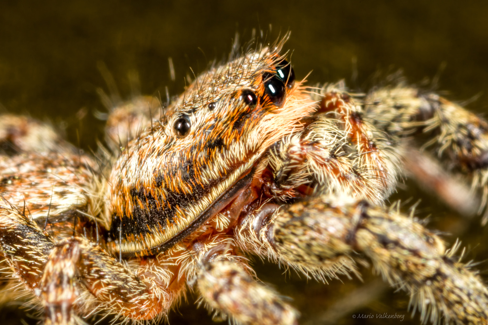 Canon MP-E 65mm F2.5 1-5x Macro Photo sample photo. Schorsmarpissa photography