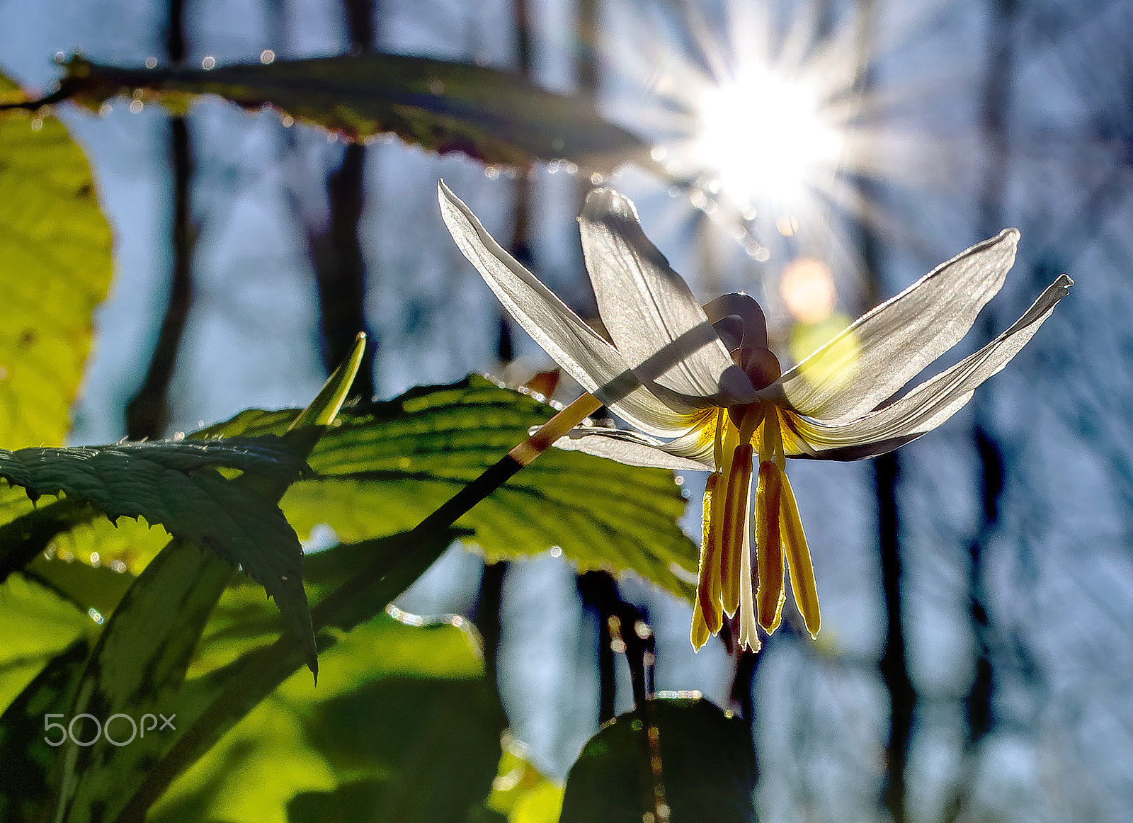 Nikon D800 + Nikon AF Nikkor 28mm F2.8D sample photo. ***spring sun rays. photography