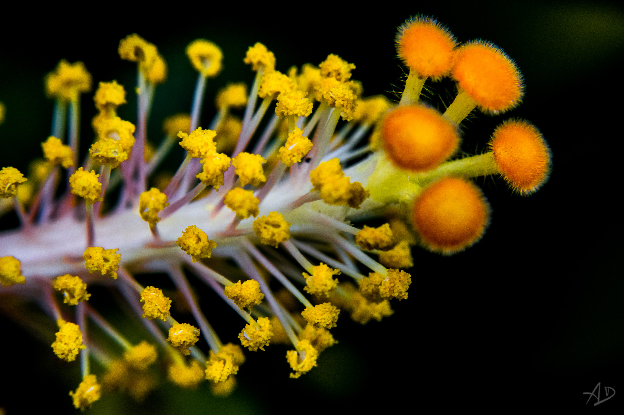 Samsung NX 20-50mm F3.5-5.6 ED sample photo. Blossom photography