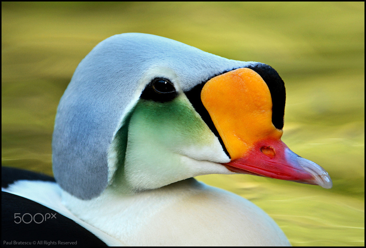 Nikon D7100 + Nikon AF-S Nikkor 200mm F2G ED-IF VR sample photo. King eider portrait photography