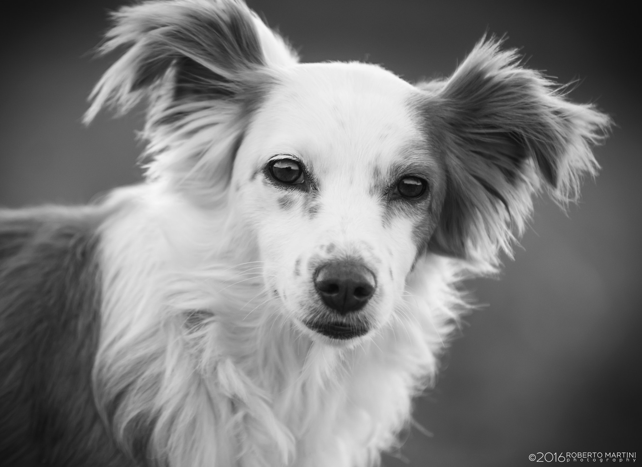 Sony ILCA-77M2 + 70-200mm F2.8 sample photo. Eyes photography