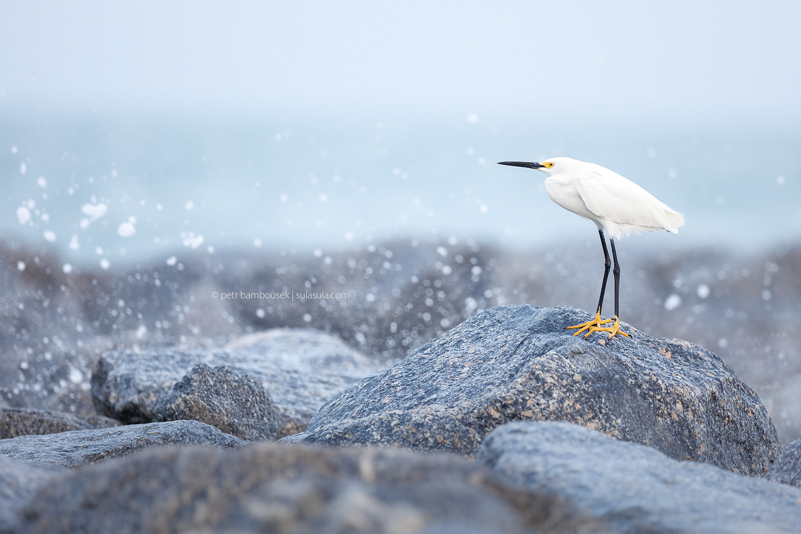 Canon EOS 5DS + Canon EF 300mm F2.8L IS II USM sample photo. Snowy egret | florida photography