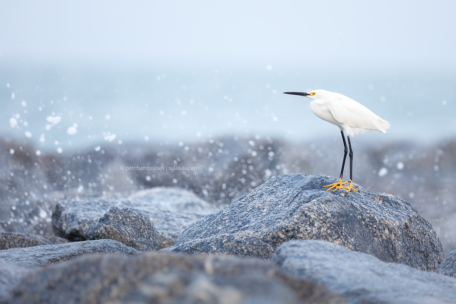 Canon EF 300mm F2.8L IS II USM sample photo. Snowy egret | florida photography