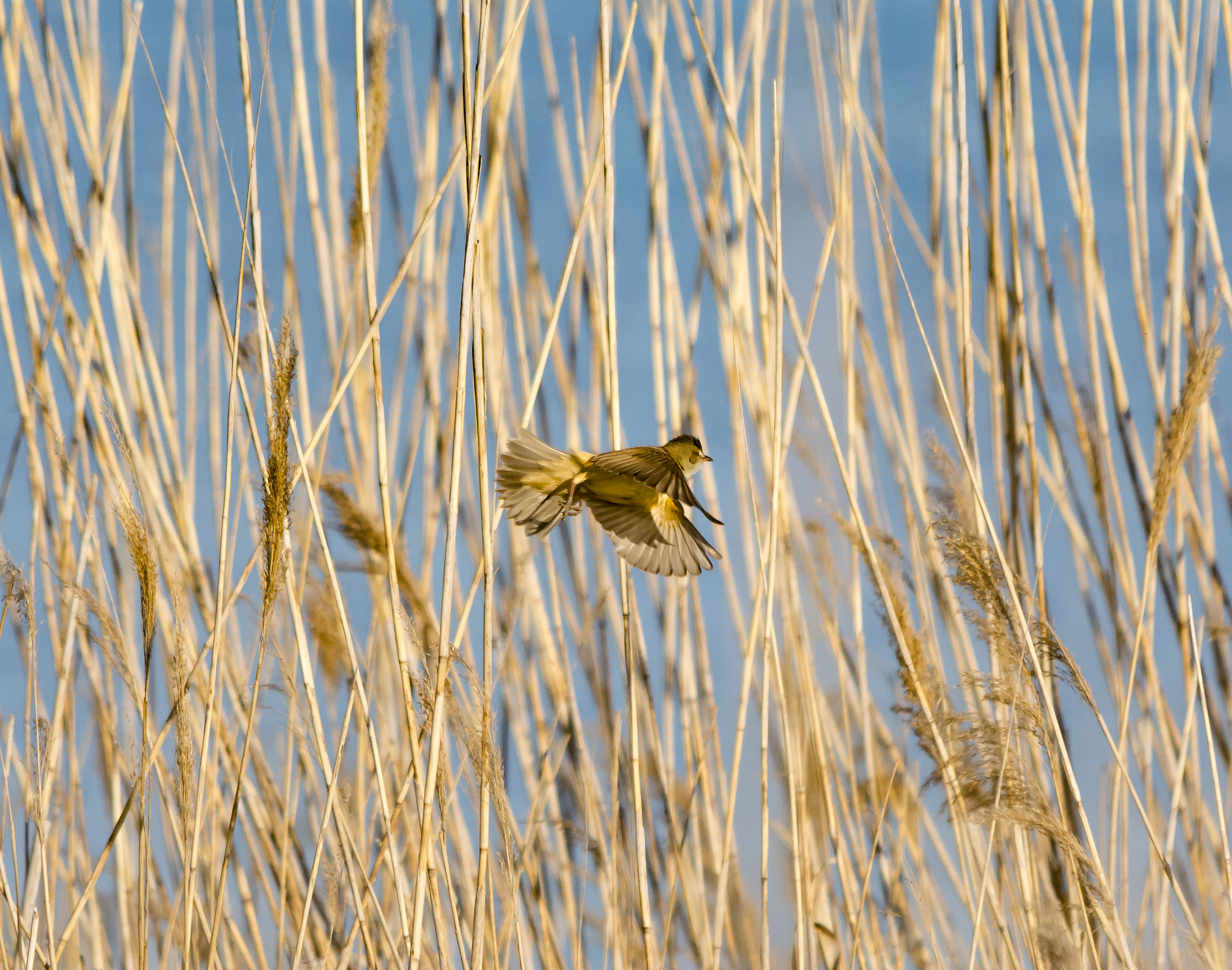 Sigma 150-500mm F5-6.3 DG OS HSM sample photo. Frozen moment photography