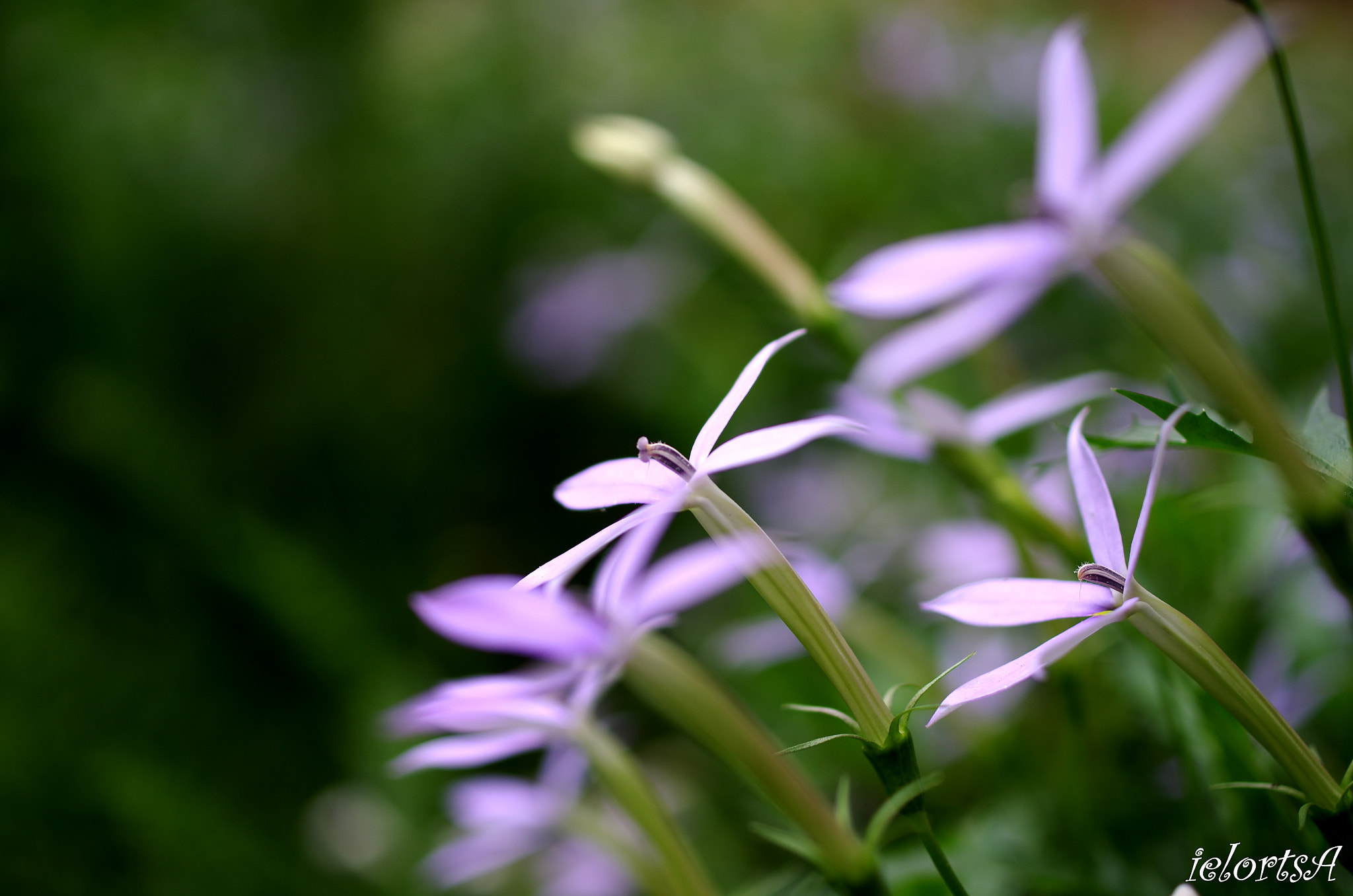 Pentax K-5 + HD Pentax DA 35mm F2.8 Macro Limited sample photo. Flower photography