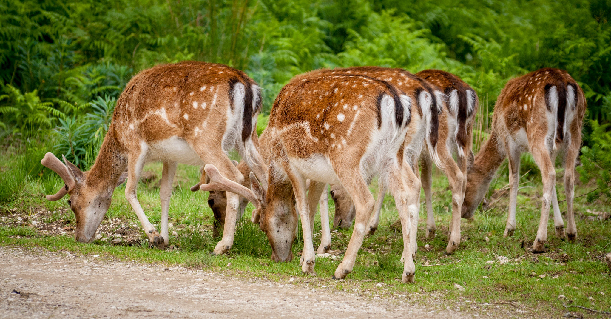 Sigma 70-300mm F4-5.6 APO DG Macro sample photo. Deers photography