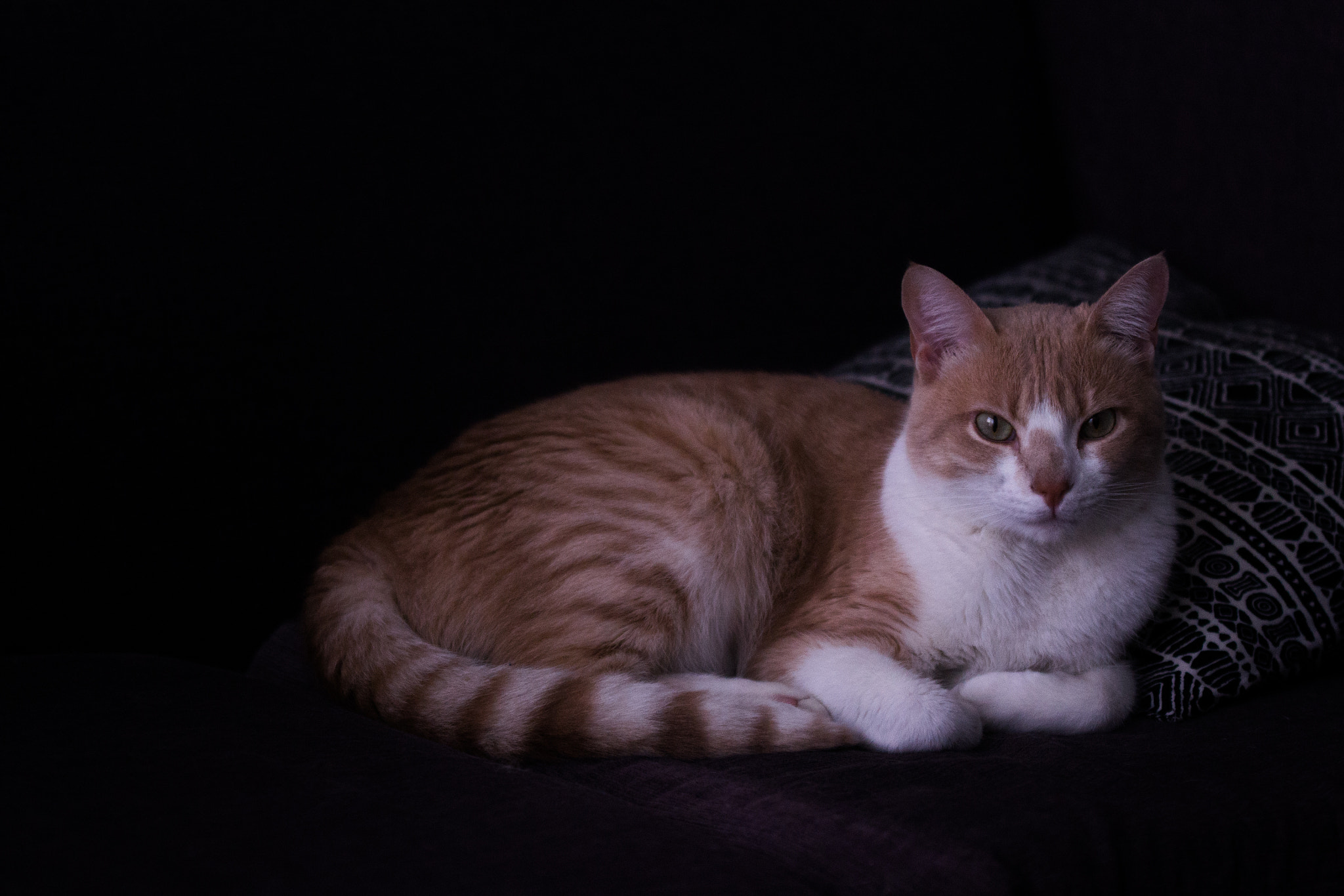 Nikon D3100 sample photo. Bart, the cat photography
