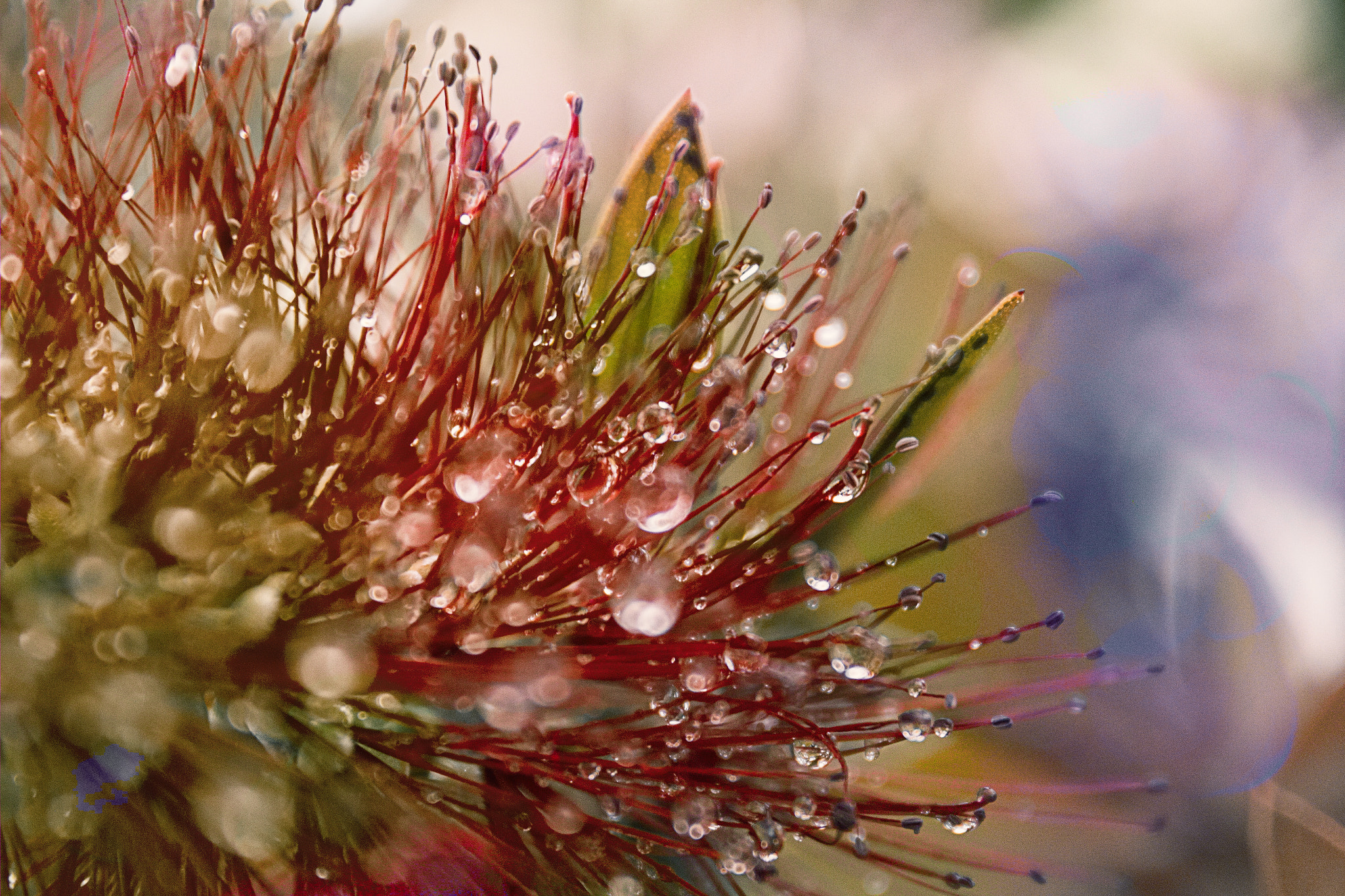 Canon EF 24-70mm F4L IS USM sample photo. Drops & colors photography