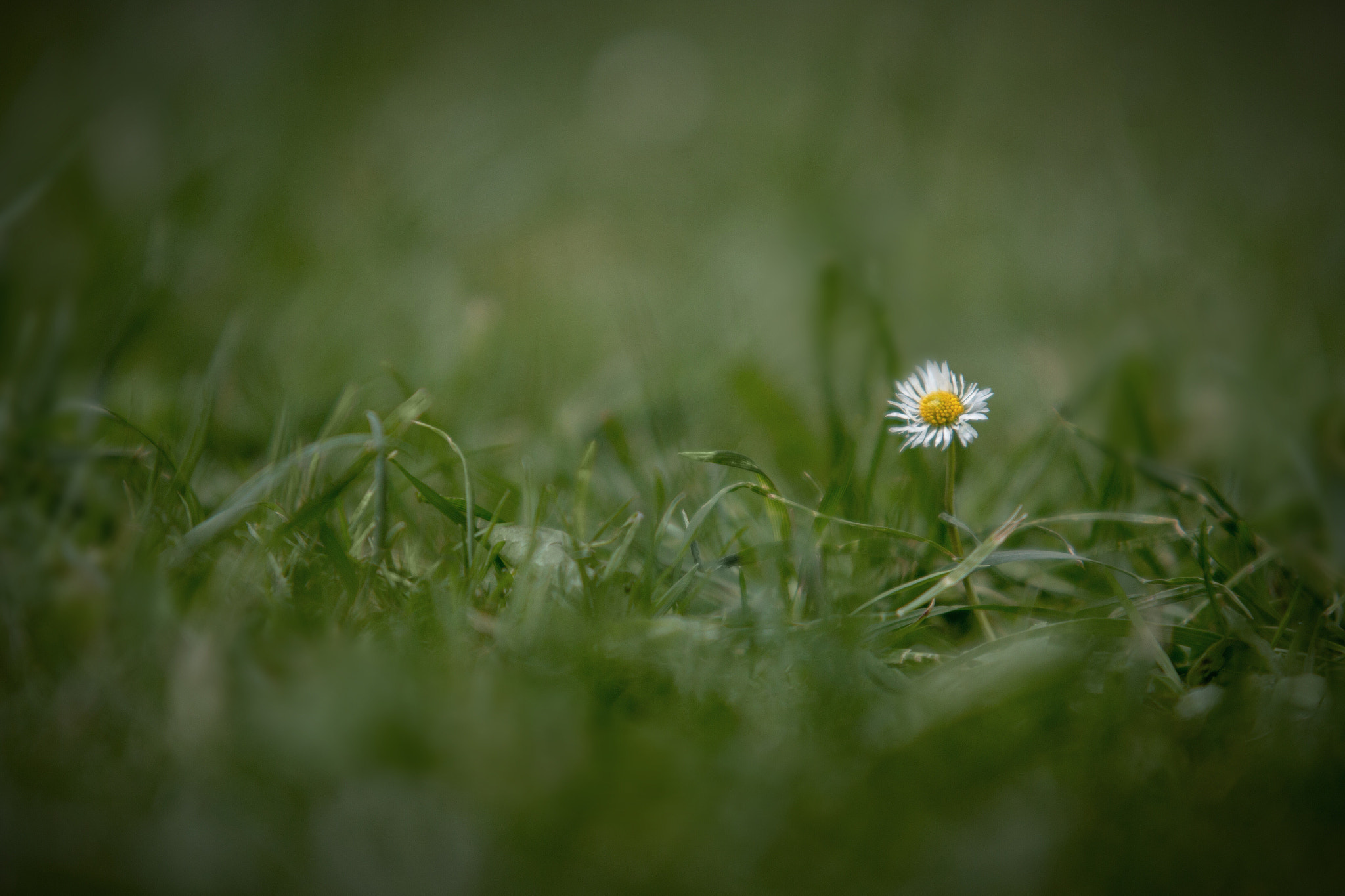 Sigma 70-200mm F2.8 EX DG OS HSM sample photo. Detail photography
