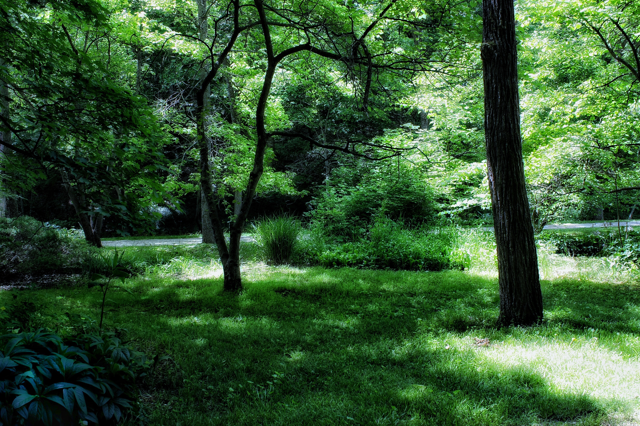 Canon EF-S 18-55mm F3.5-5.6 IS sample photo. Sunlight glade photography