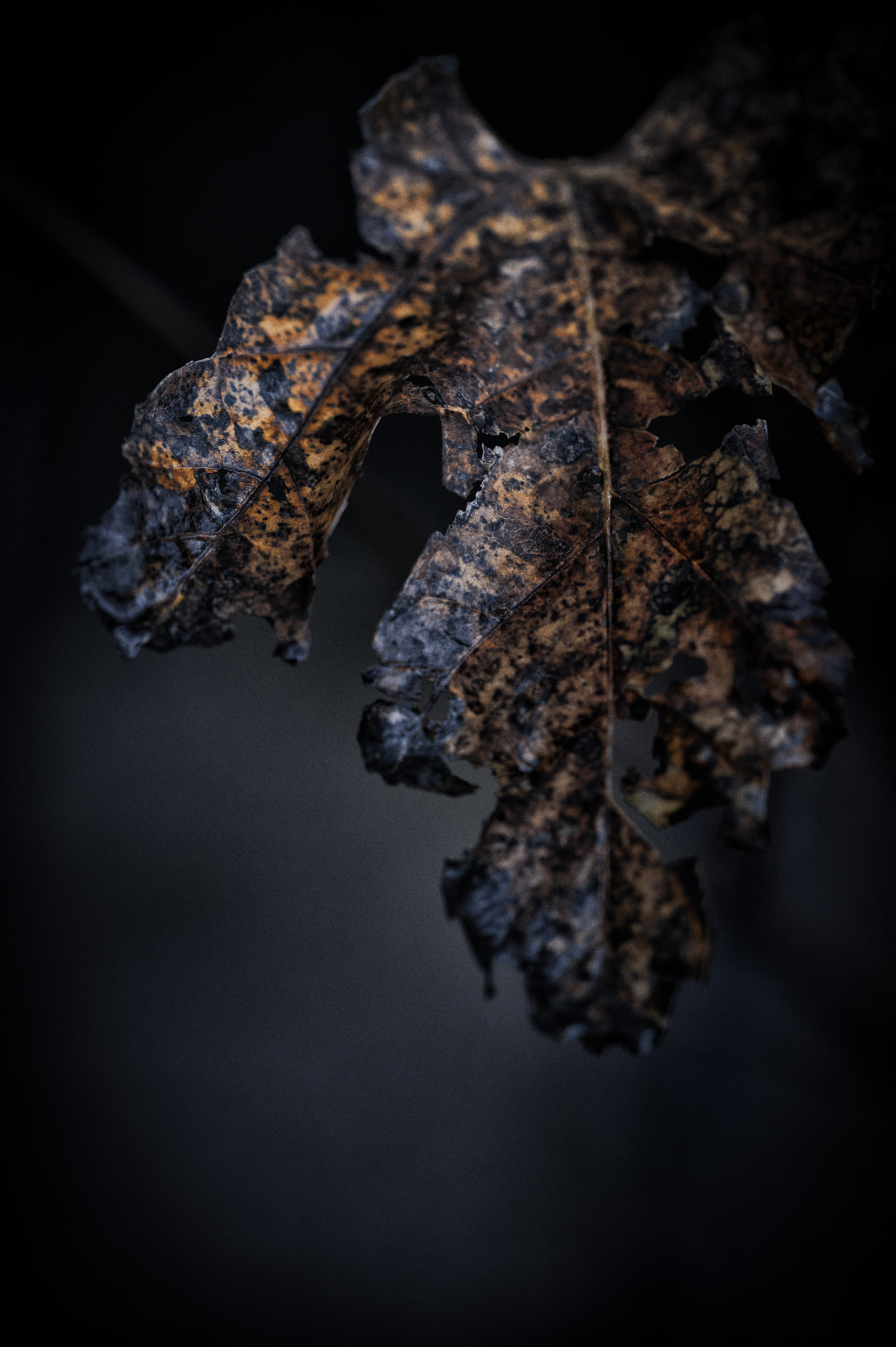 Sigma 105mm F2.8 EX DG OS HSM sample photo. Leaf in gold photography