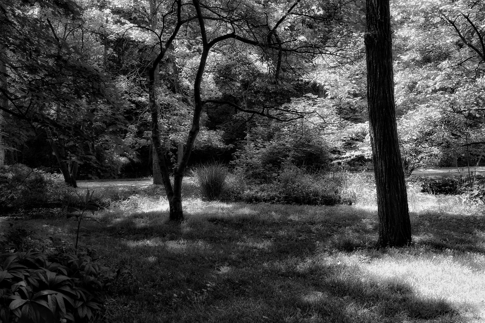 Canon EF-S 18-55mm F3.5-5.6 IS sample photo. B&w sunlit glade photography