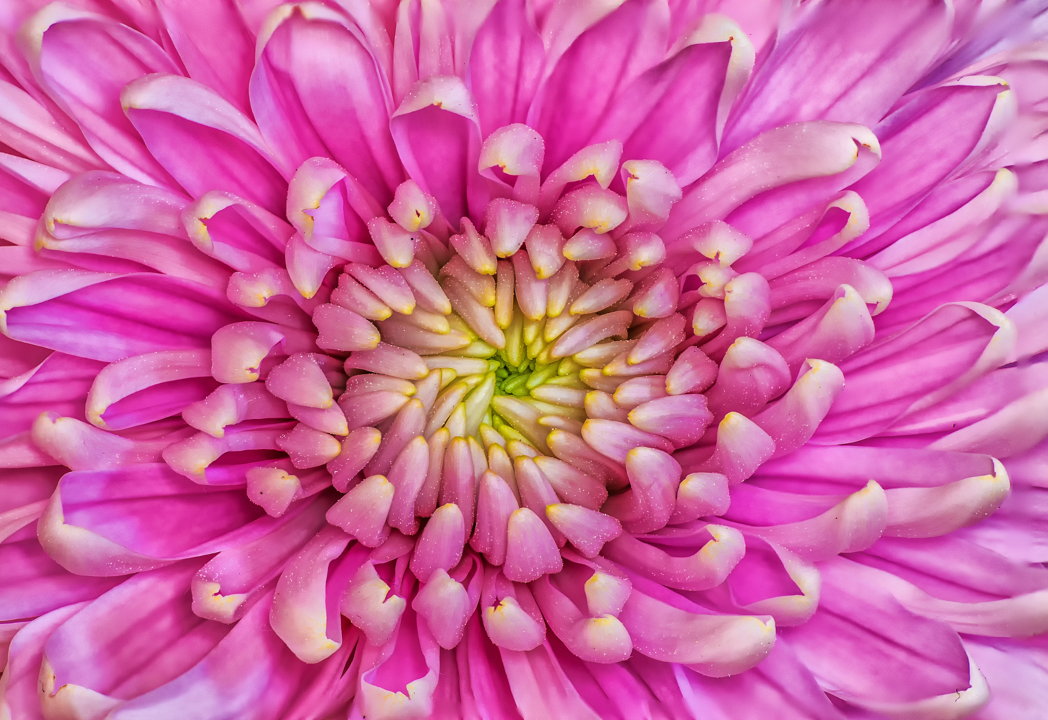 Pentax K-S1 + Sigma sample photo. Chrysanthemum macro  photography