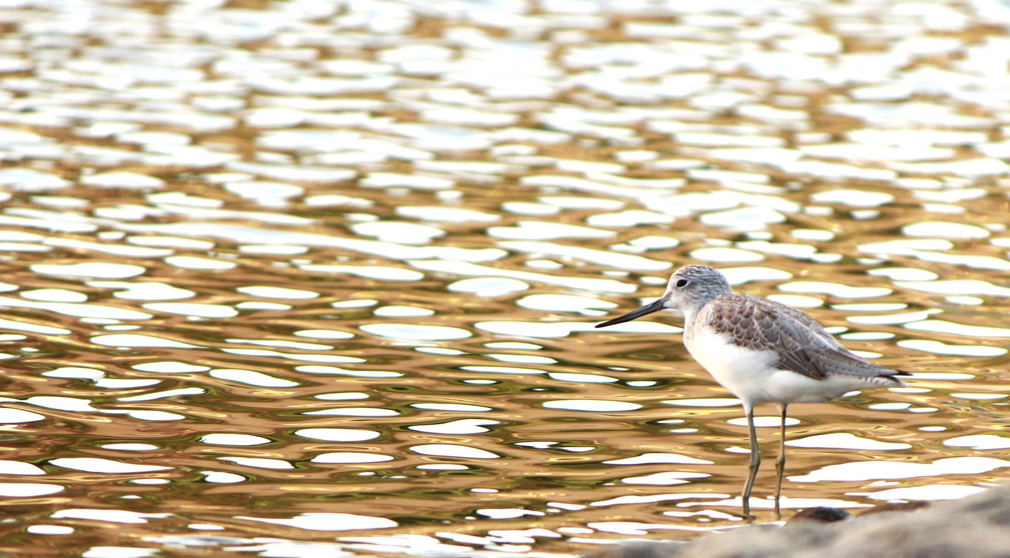 Canon EF-S 55-250mm F4-5.6 IS sample photo. By the lake photography