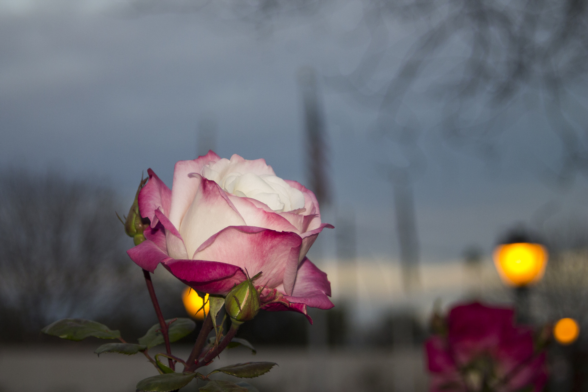 Canon EF 35-80mm f/4-5.6 sample photo. Central burnouts  photography