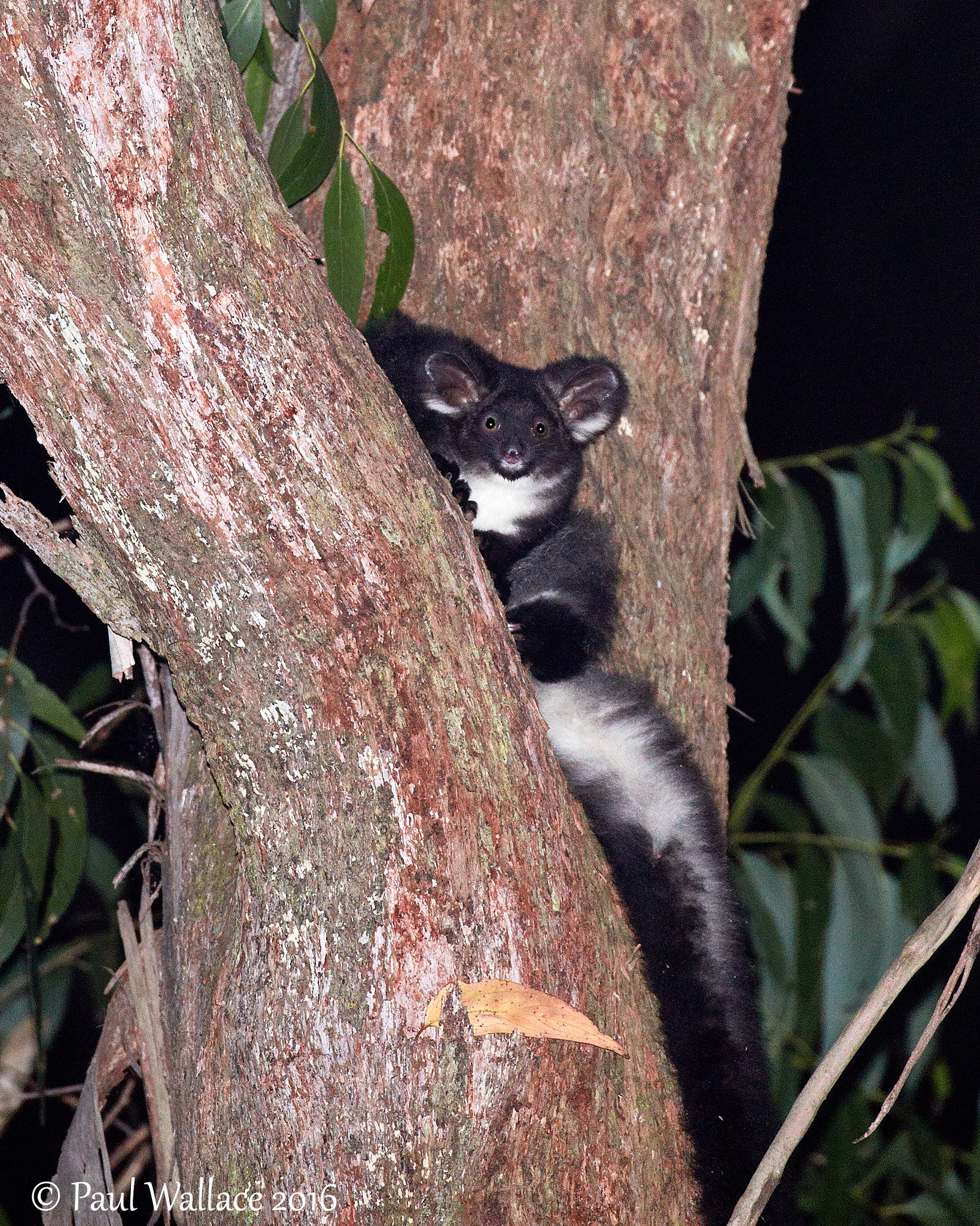 Canon EF 100-400mm F4.5-5.6L IS II USM sample photo. Greater glider photography