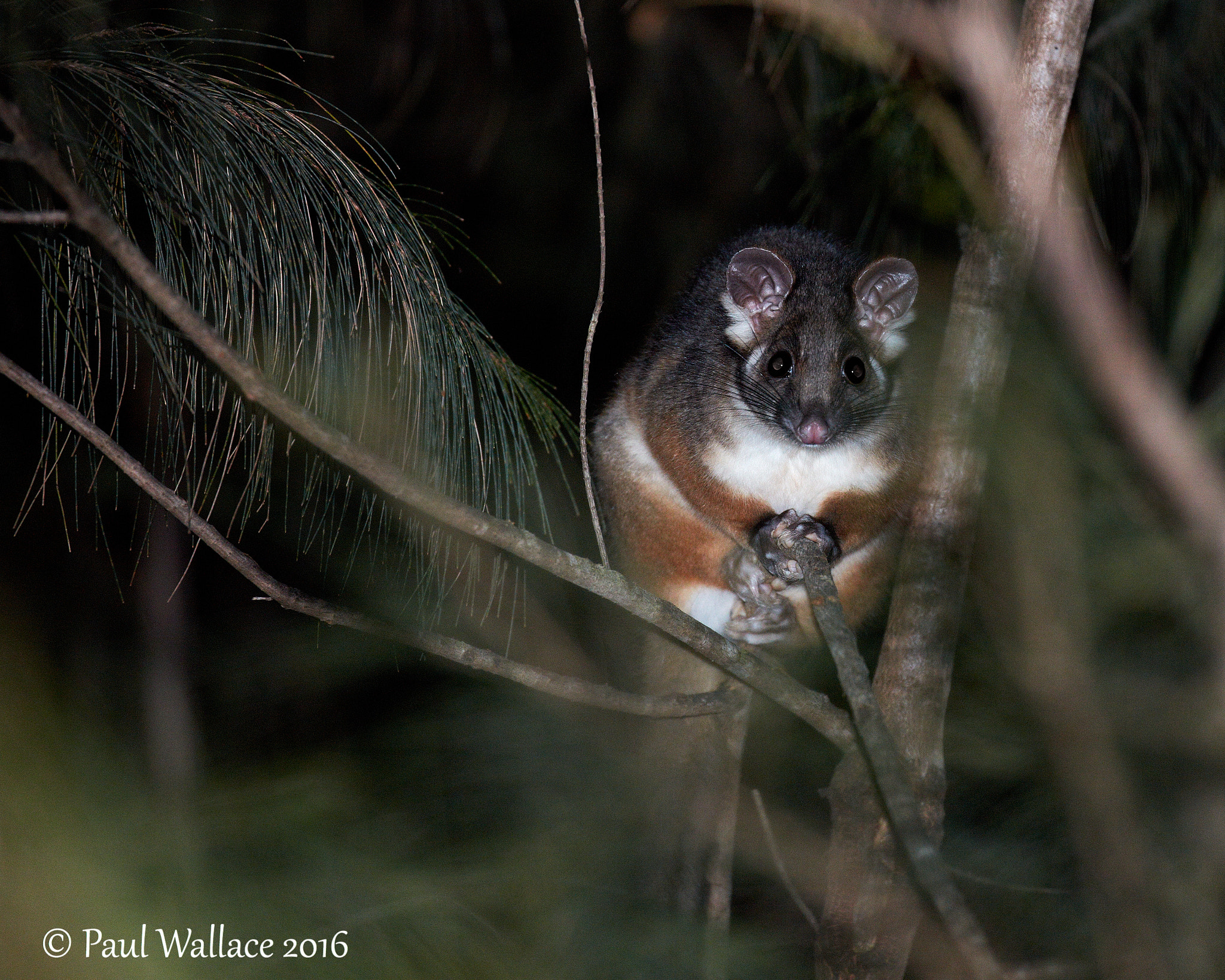 Canon EOS 5DS + Canon EF 100-400mm F4.5-5.6L IS II USM sample photo. Common ringtail possum photography