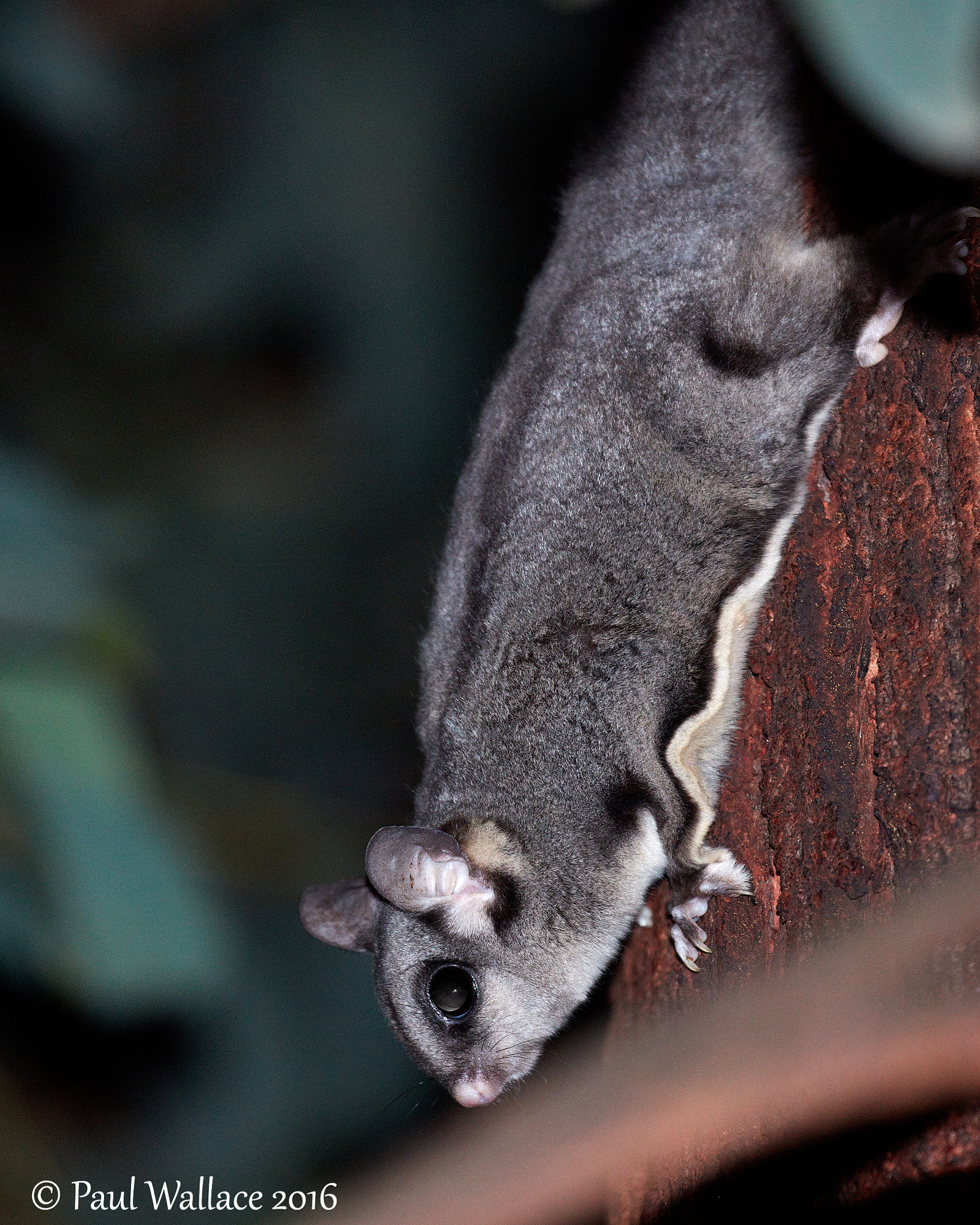 Canon EOS 5DS + Canon EF 100-400mm F4.5-5.6L IS II USM sample photo. Sugar glider photography