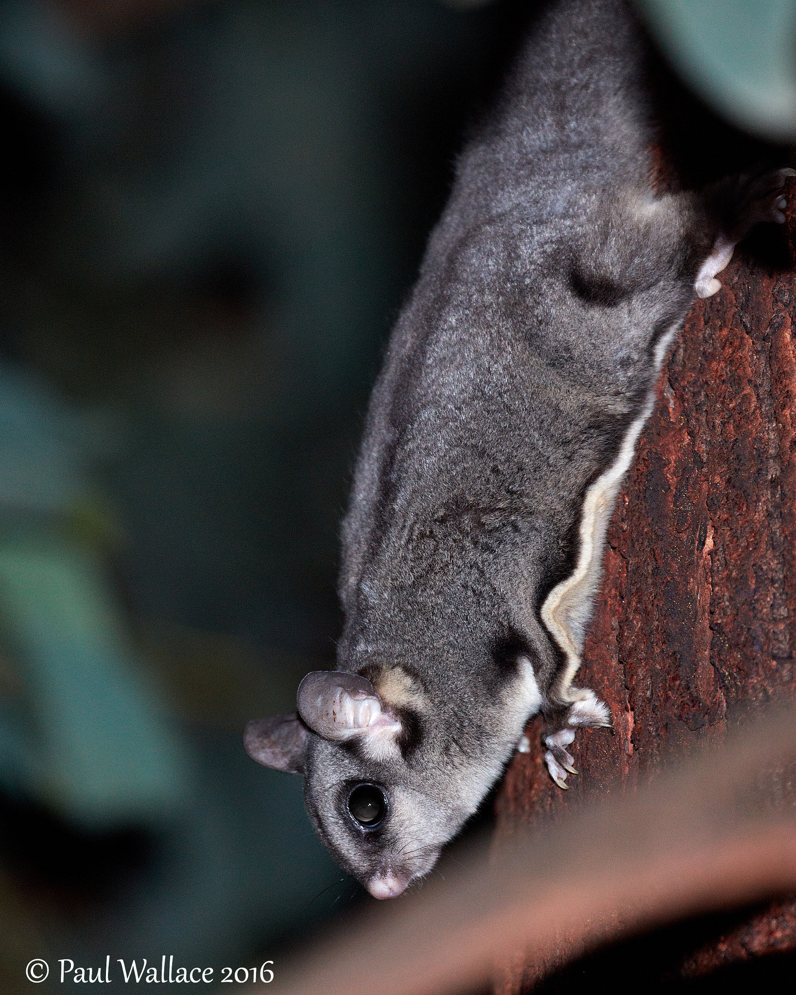Canon EF 100-400mm F4.5-5.6L IS II USM sample photo. Sugar glider photography