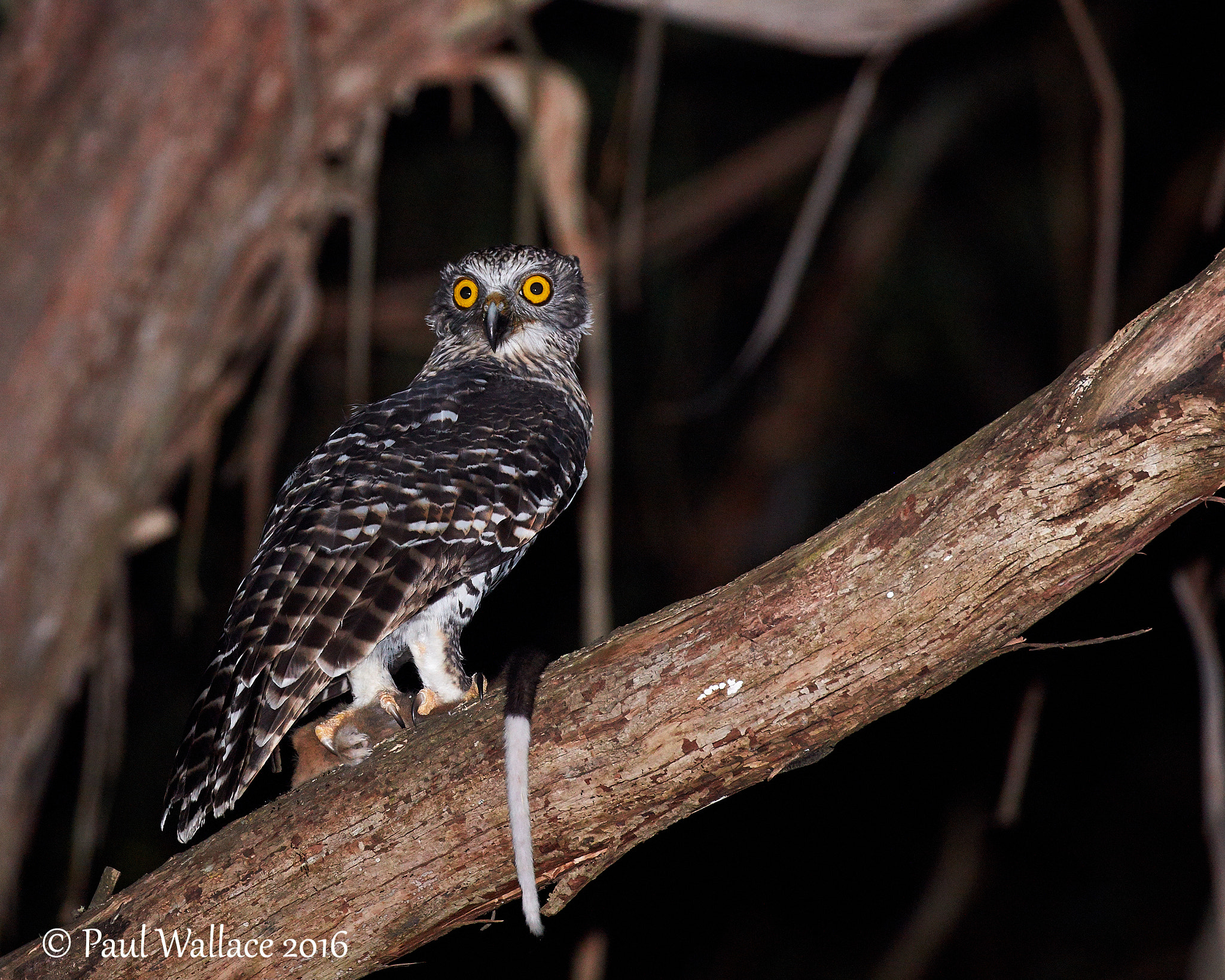 Canon EOS 5DS + Canon EF 100-400mm F4.5-5.6L IS II USM sample photo. Powerful owl photography