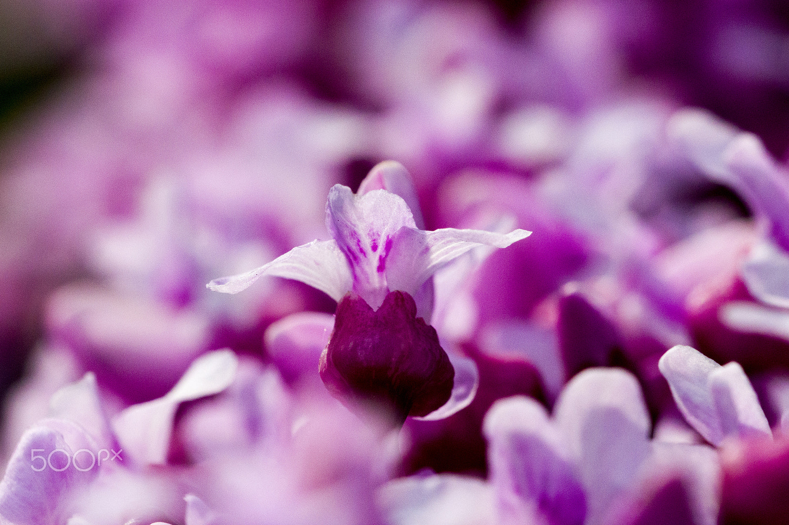 Sigma 150mm f/2.8 EX DG OS HSM APO Macro sample photo. Dream photography