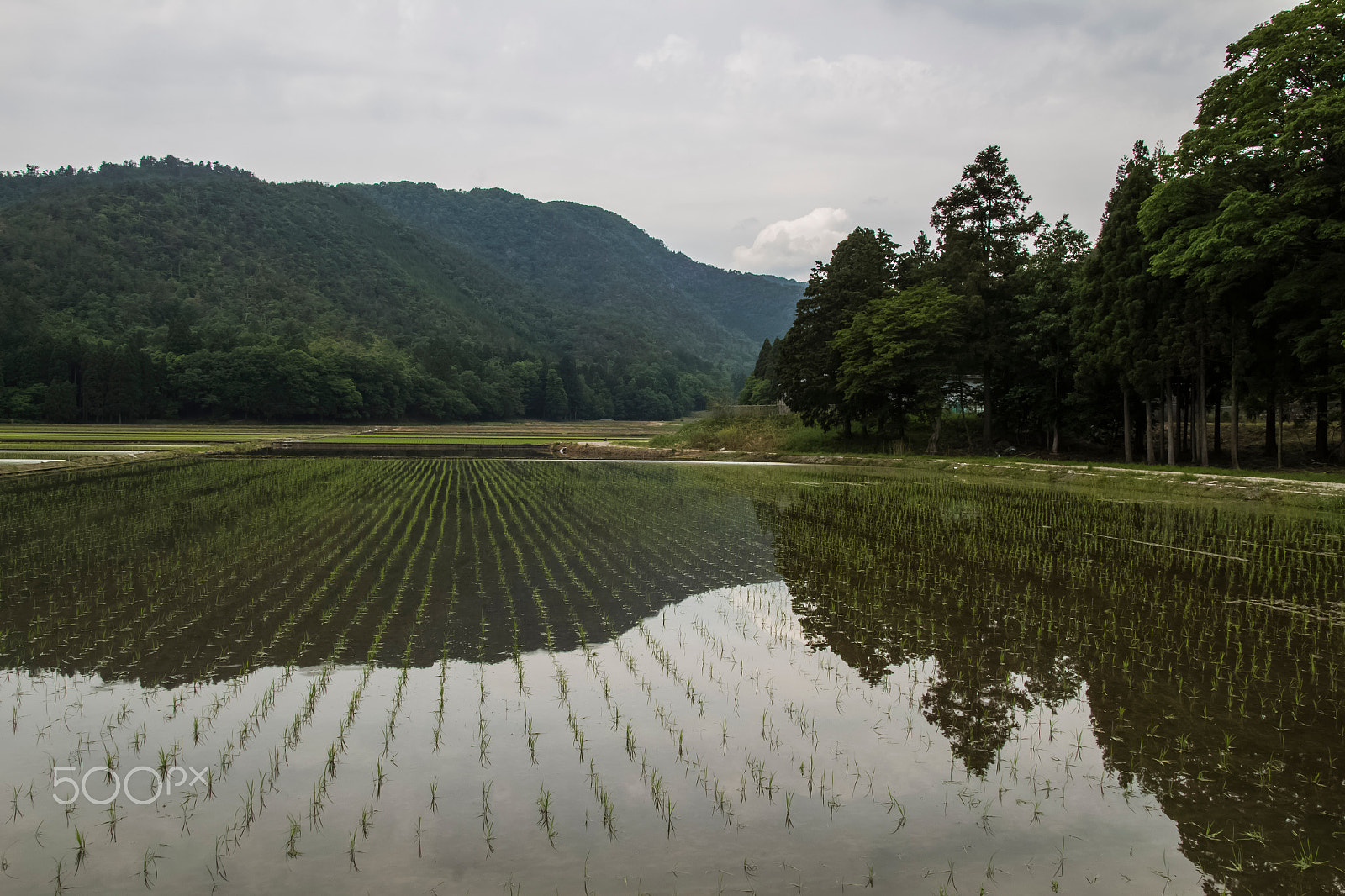 Canon EOS 700D (EOS Rebel T5i / EOS Kiss X7i) + Canon EF-S 17-55mm F2.8 IS USM sample photo. Japanese rice field photography