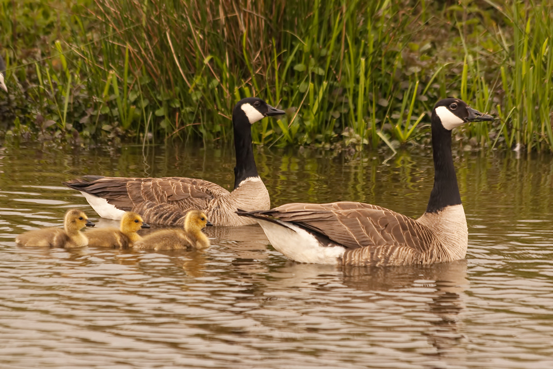 Canon EF 70-300mm F4-5.6 IS USM sample photo