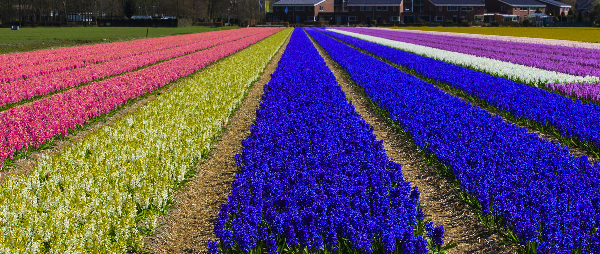 Canon EOS-1D Mark III sample photo. Keukenhof photography