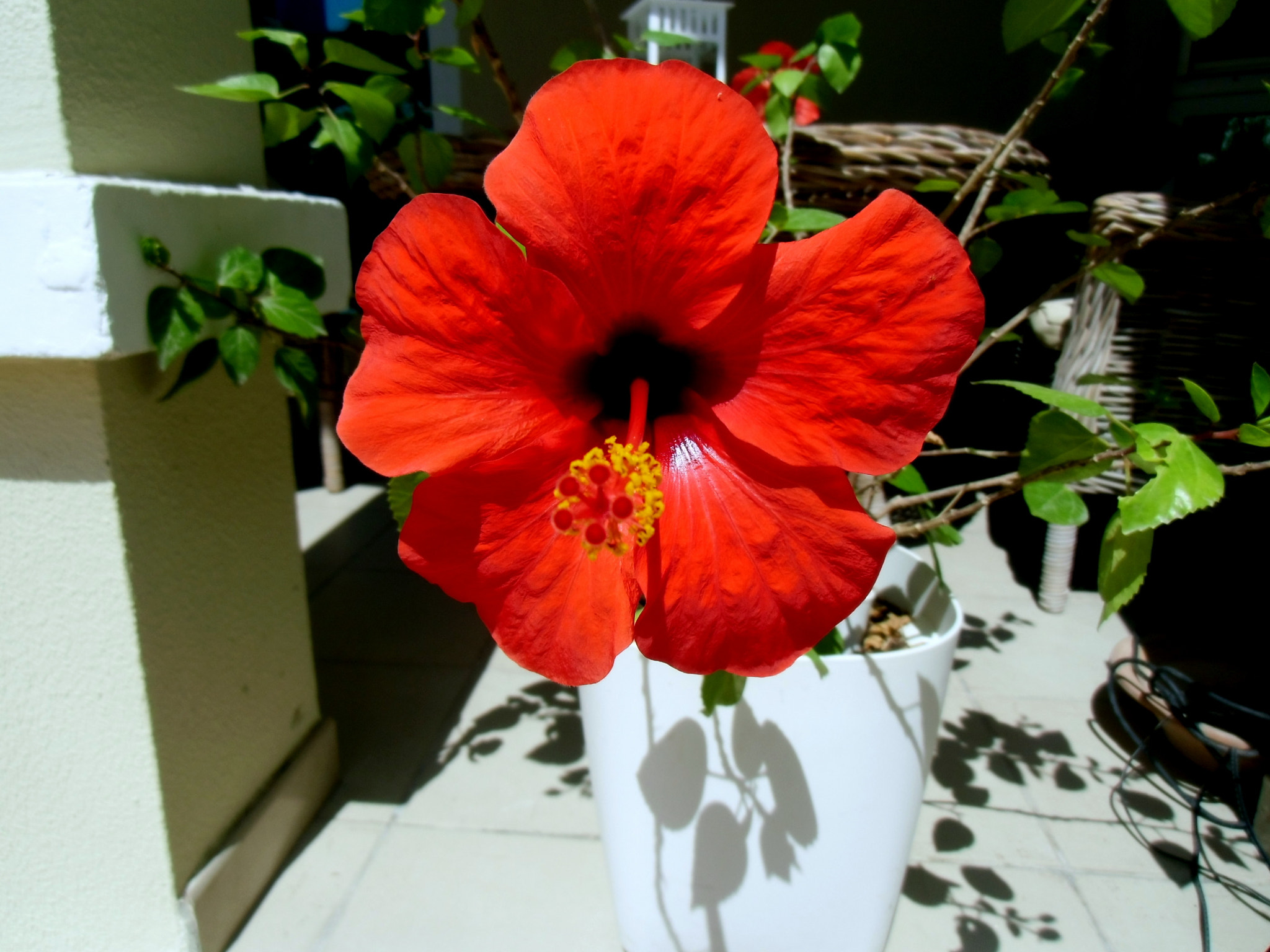 CASIO EX-ZS100 sample photo. My favourite flower photography